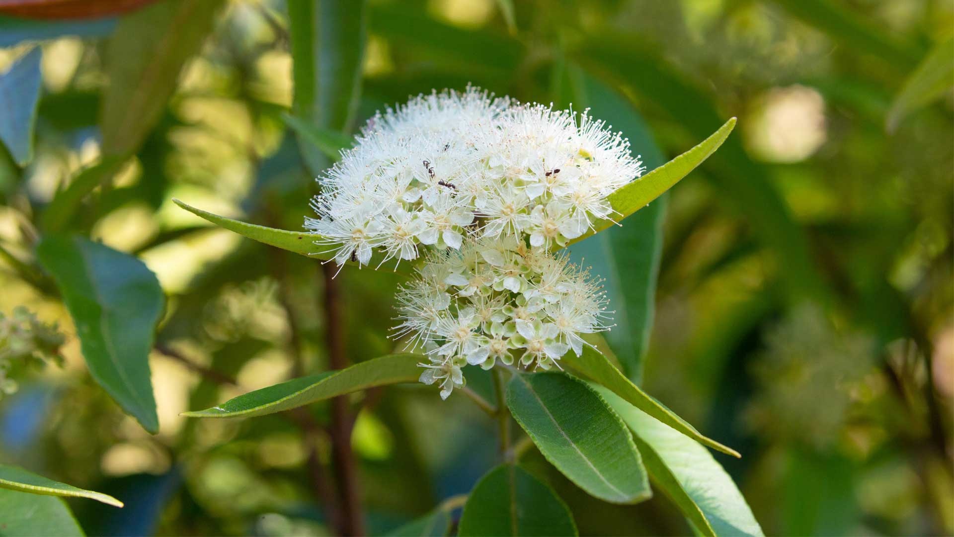 Myrtle Herb, Auckland Zoo, Native species, Wildlife habitat, 1920x1080 Full HD Desktop