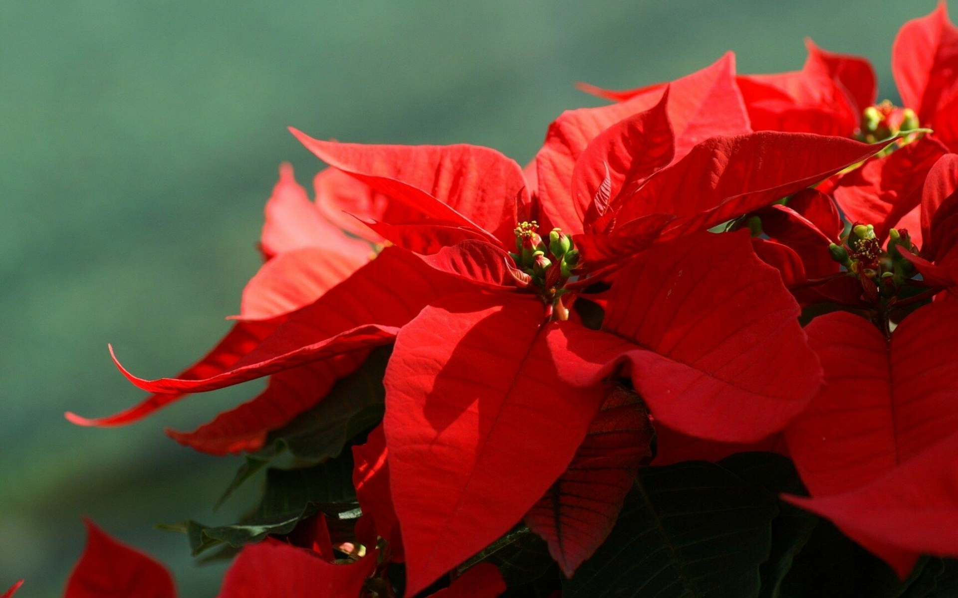 Poinsettia, Christmas background, Elegant flowers, Holiday spirit, 1920x1200 HD Desktop
