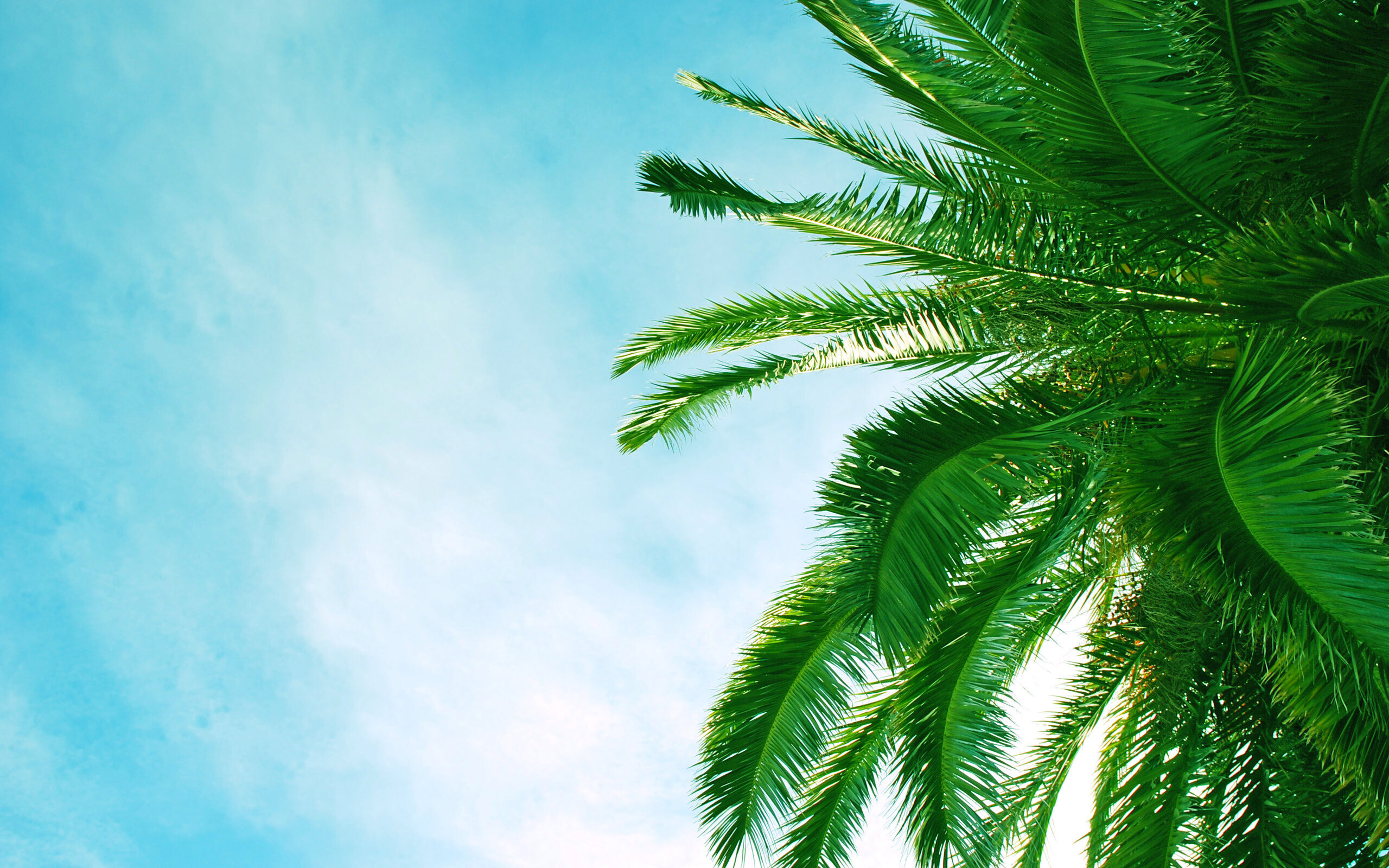 Palm tree perspectives, High-resolution beauty, Wallpaper wonders, Tropical paradise, 2560x1600 HD Desktop