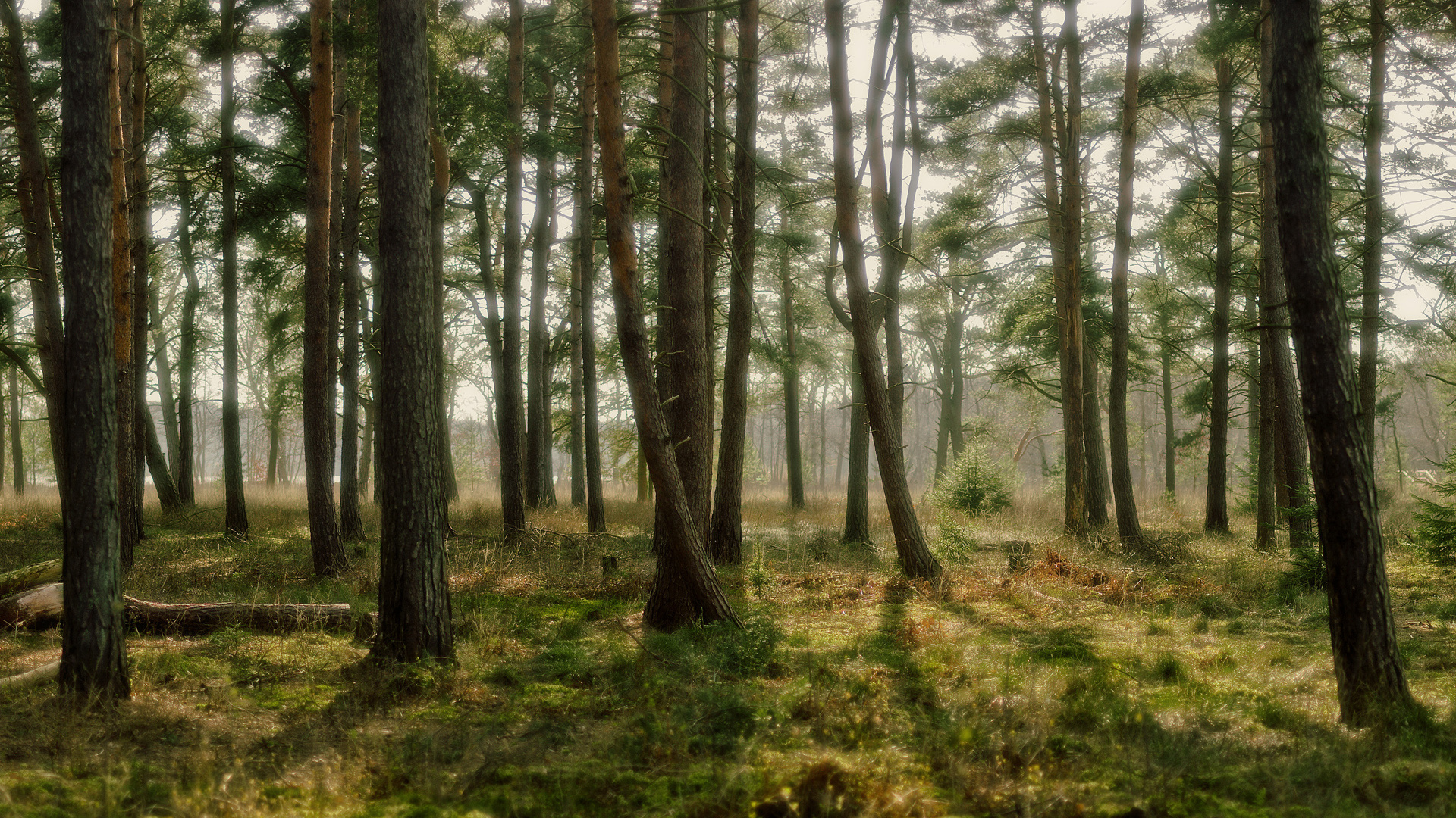 Scots pine trees, mossy woodland floor, dappled forest sunlight, Full HD Desktop wallpaper