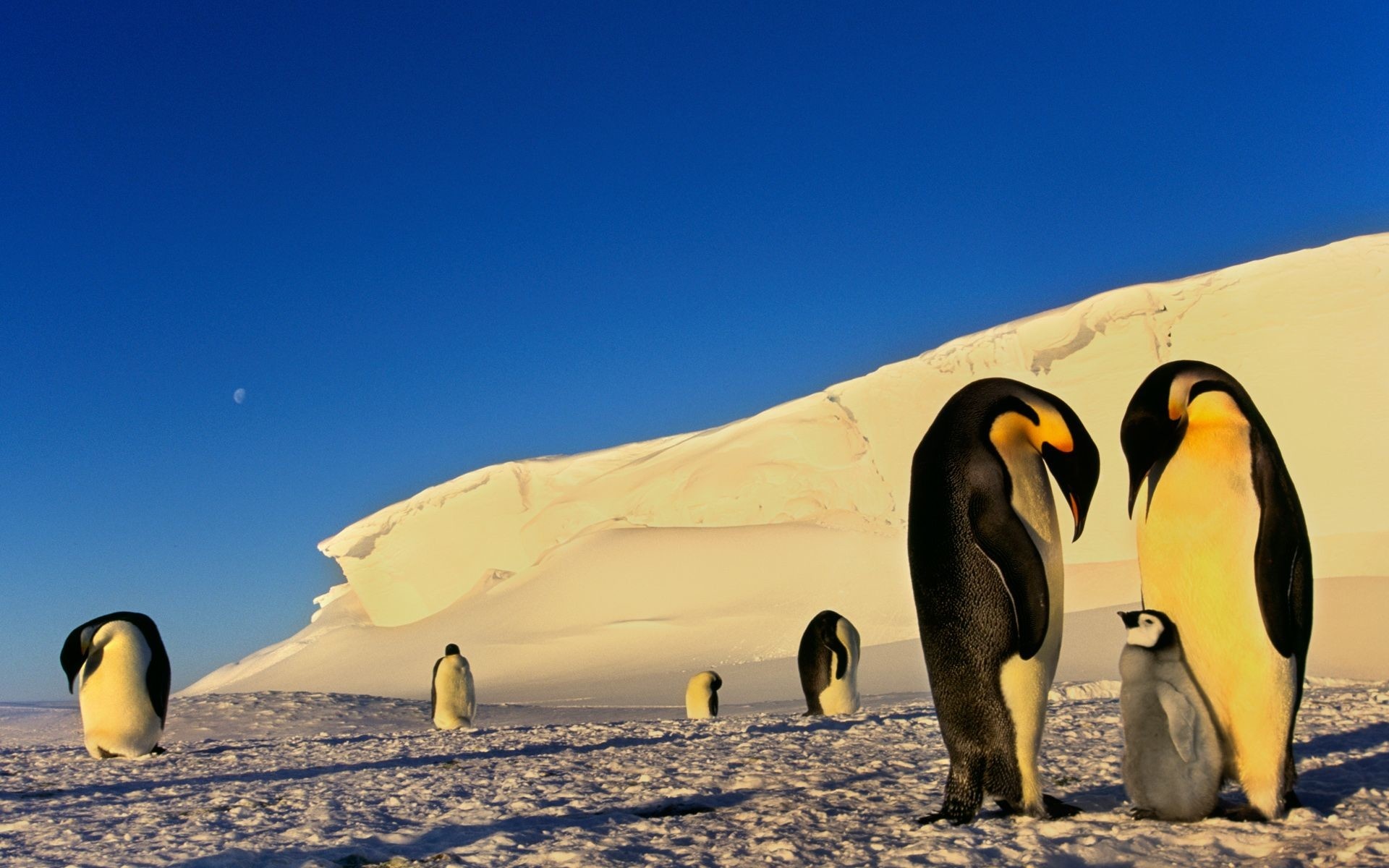 Antarctica, Wallpaper, Pictures, Images, 1920x1200 HD Desktop