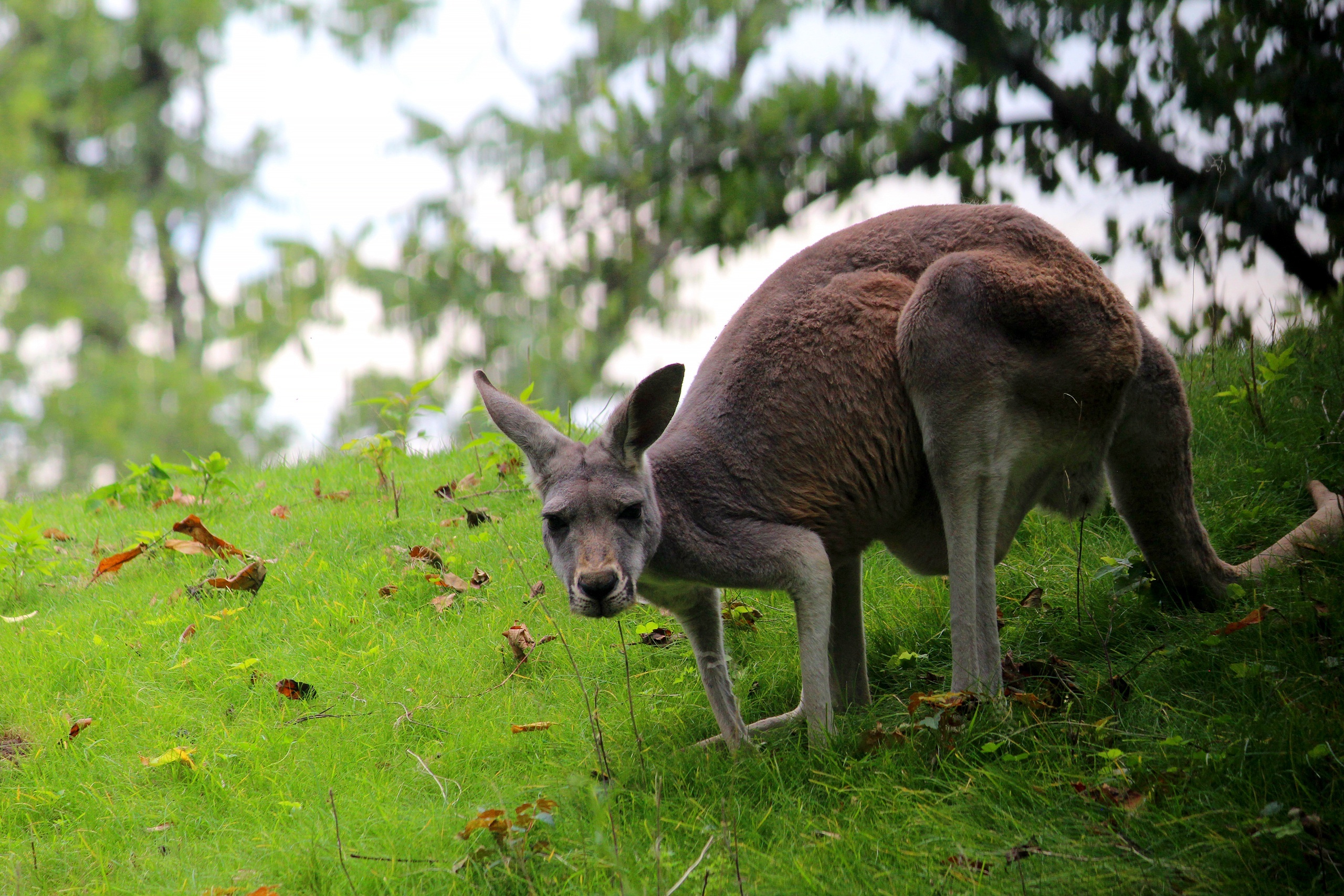 Animal kangaroo wallpaper, Resolution ID1250869, Kangaroo, 2560x1710 HD Desktop