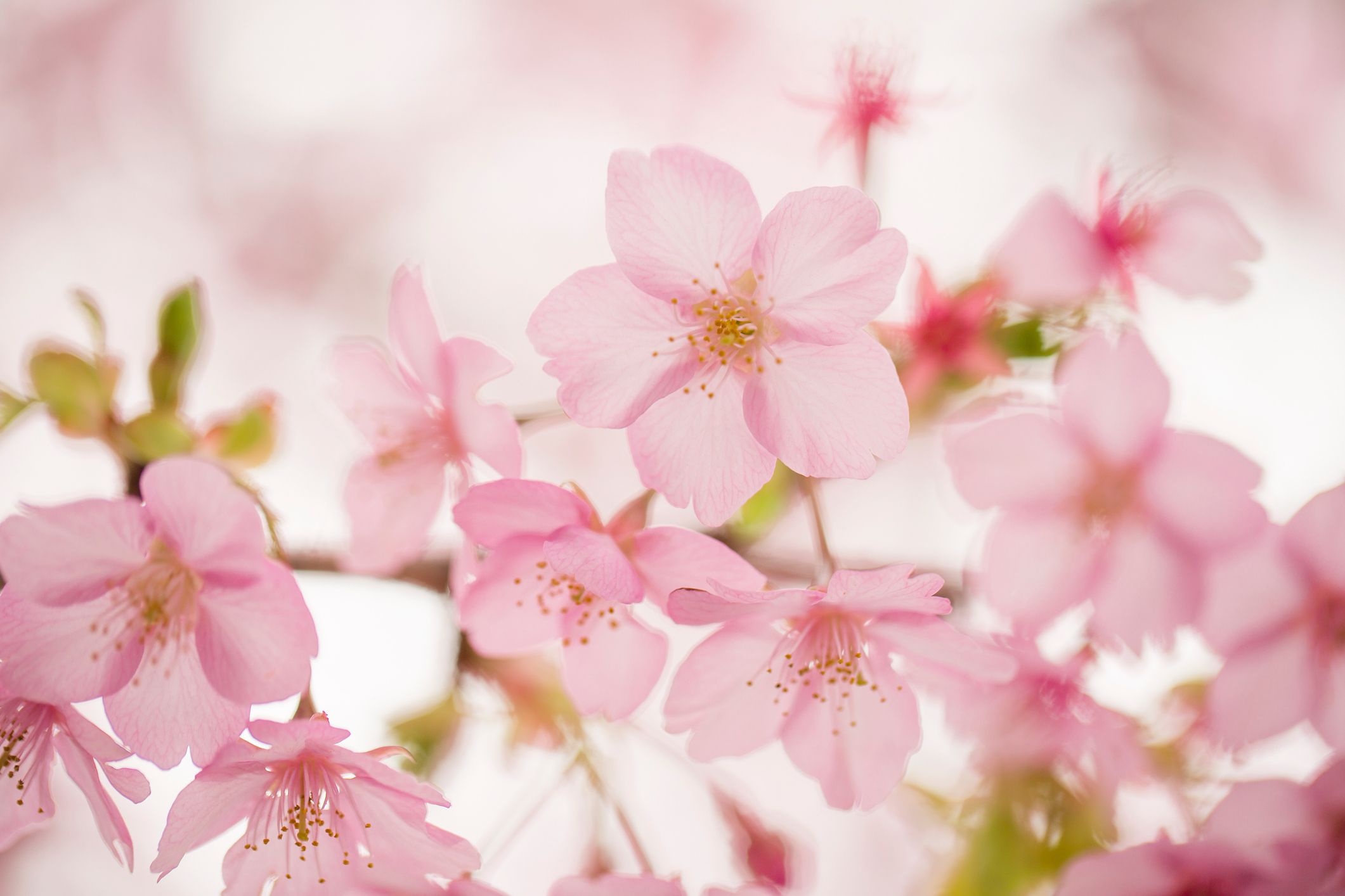 Pink sakura blossoms, Cherry blossom stamens, Soft bokeh floral background, HD Desktop wallpaper
