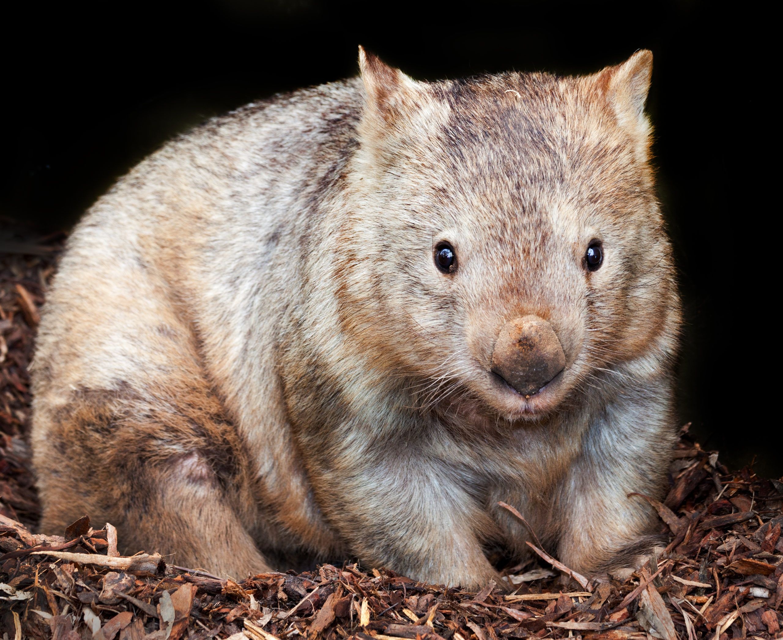 Heroic wombats, Endangered animal facts, The truth, 2560x2100 HD Desktop