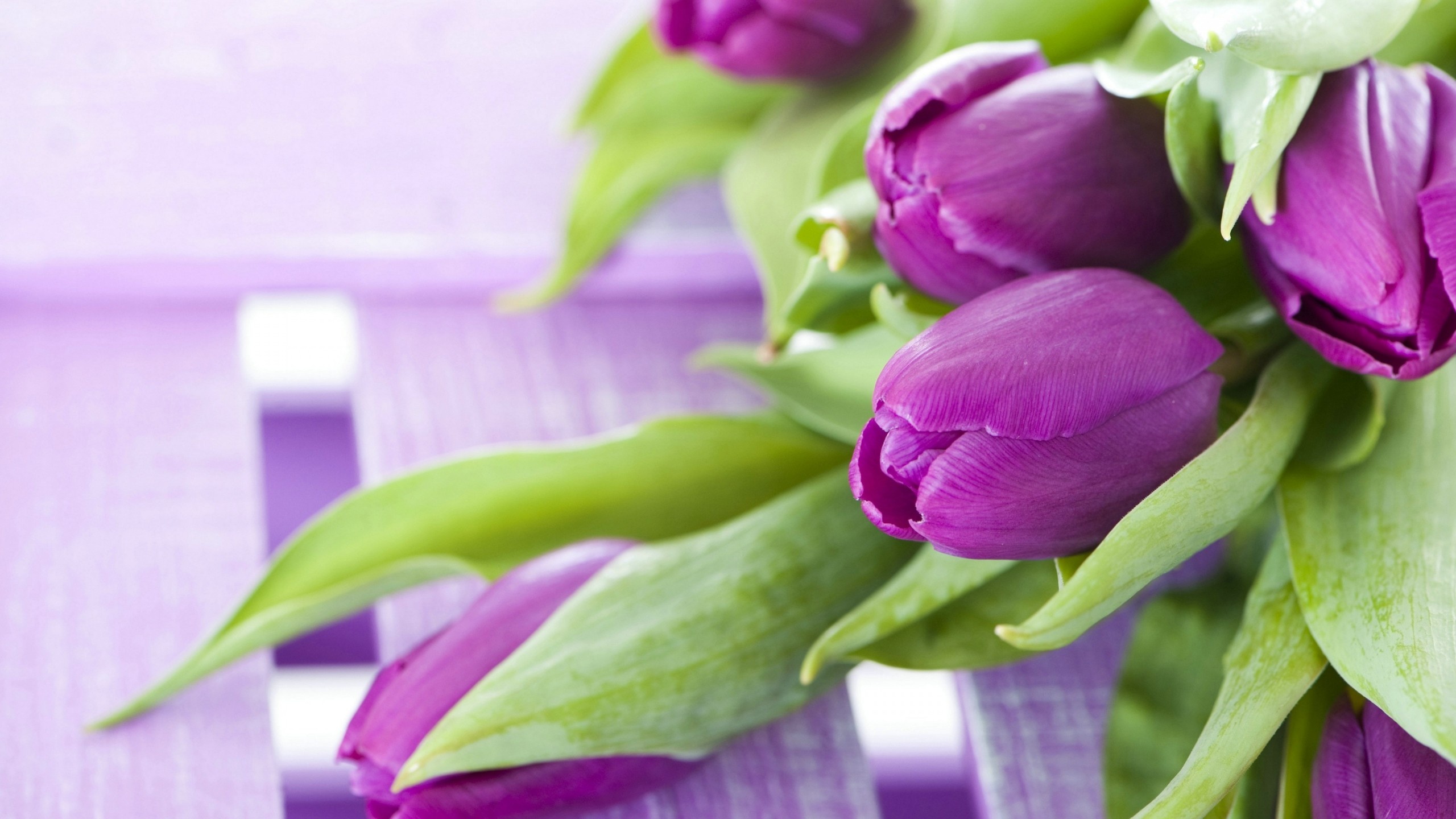 blooming purple tulips, green tulip leaves, purple wooden slats, HD Desktop wallpaper