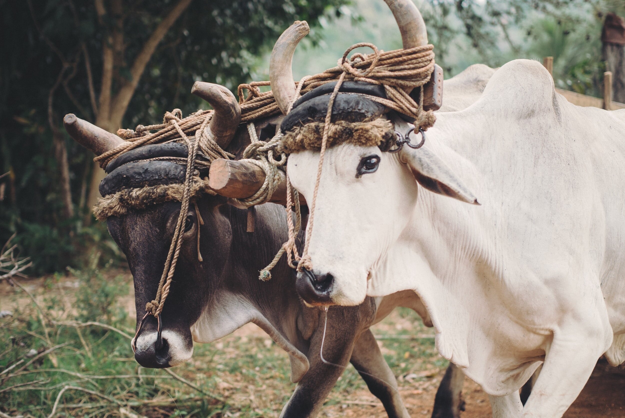 Year of the metal ox, Traditional healing arts, Ox, 2500x1670 HD Desktop