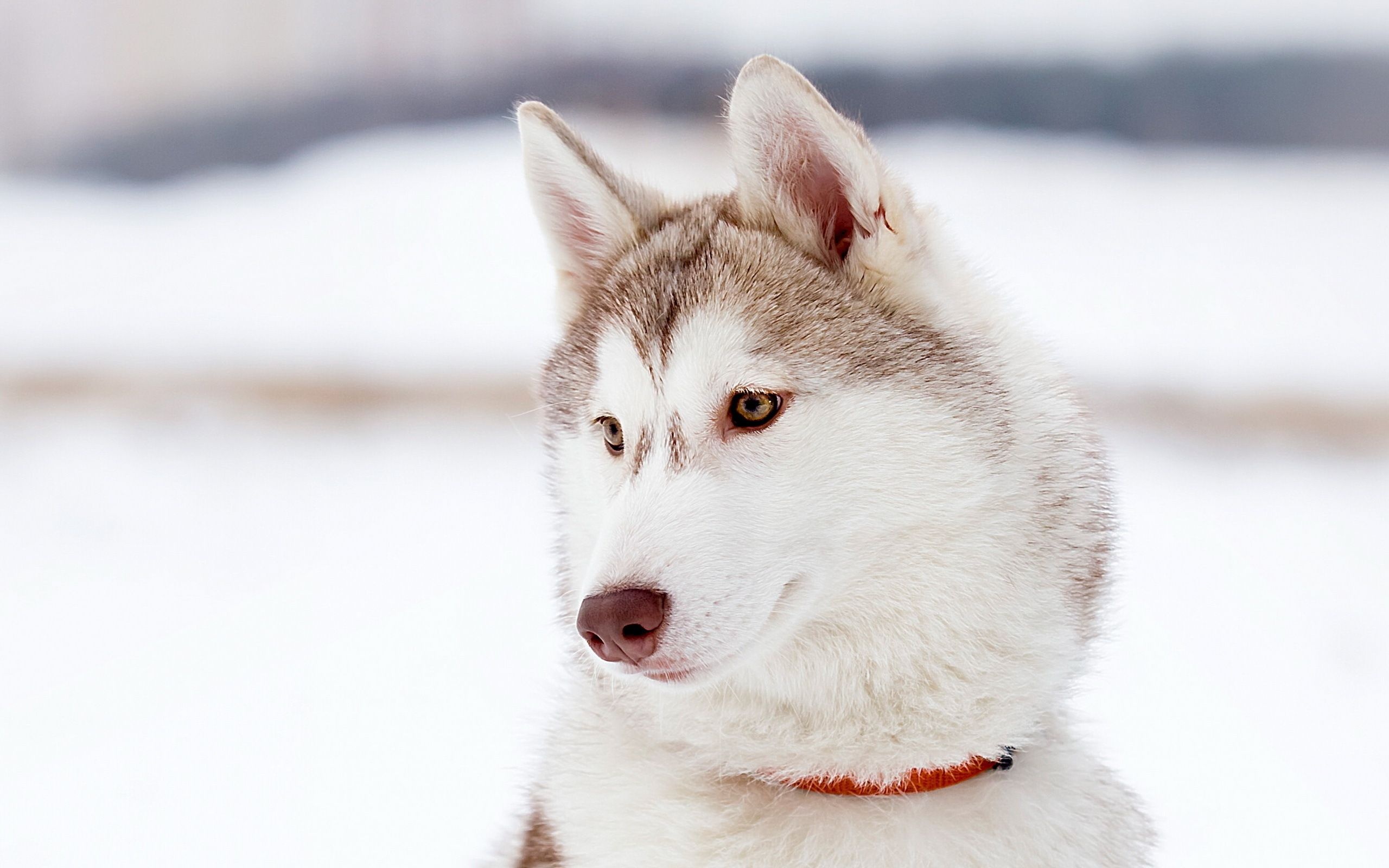 Cute husky wallpapers, Michelle Thompson's collection, Playful expressions, Irresistible charm, 2560x1600 HD Desktop