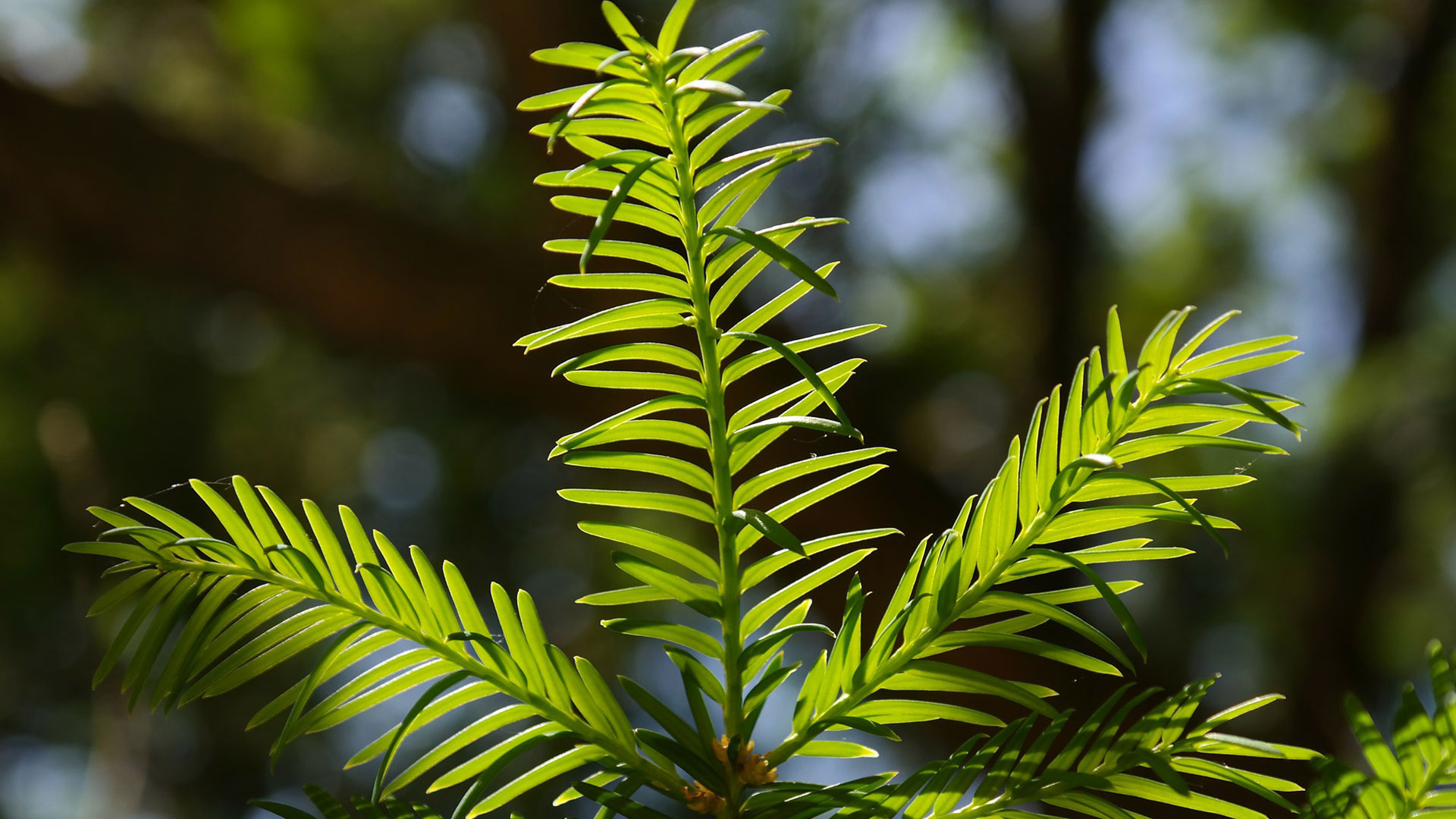 Yew, Dempsey Nurseries, 1920x1080 Full HD Desktop
