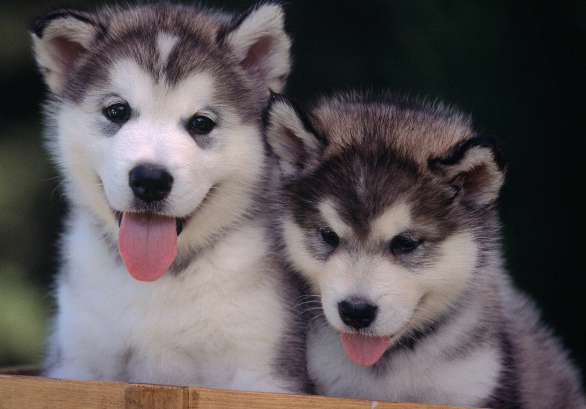 Husky puppies, Energetic playmates, Playful furballs, High-quality wallpapers, 1920x1340 HD Desktop