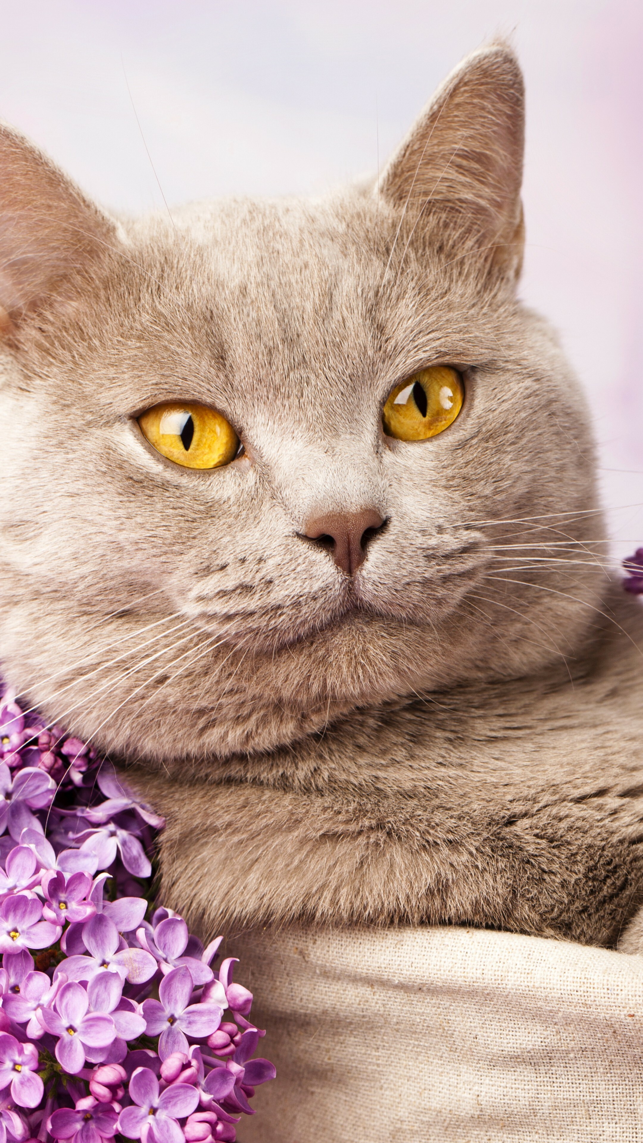 Fawn, British Shorthair Wallpaper, 2160x3840 4K Phone