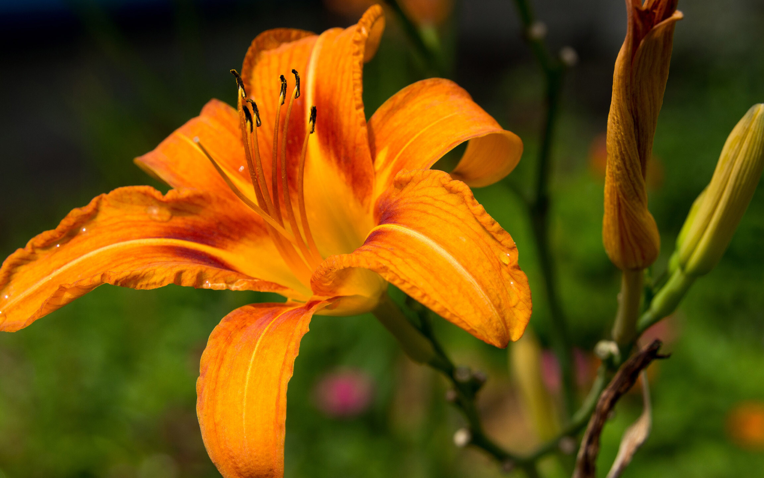 Orange lily, Flower wallpapers, Bright and bold, Nature, 2560x1600 HD Desktop