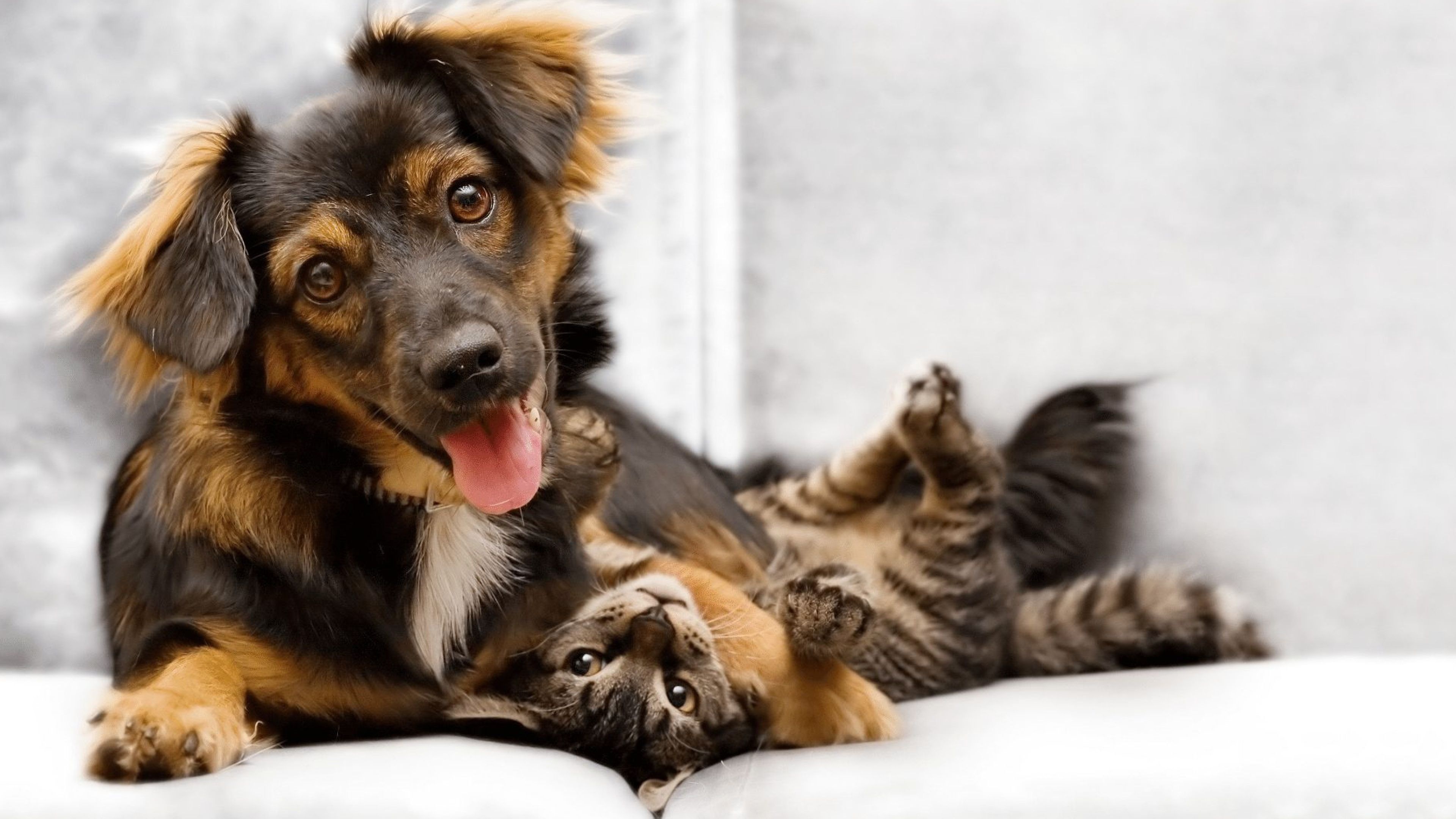 Cat and dog, Pets Wallpaper, 3840x2160 4K Desktop