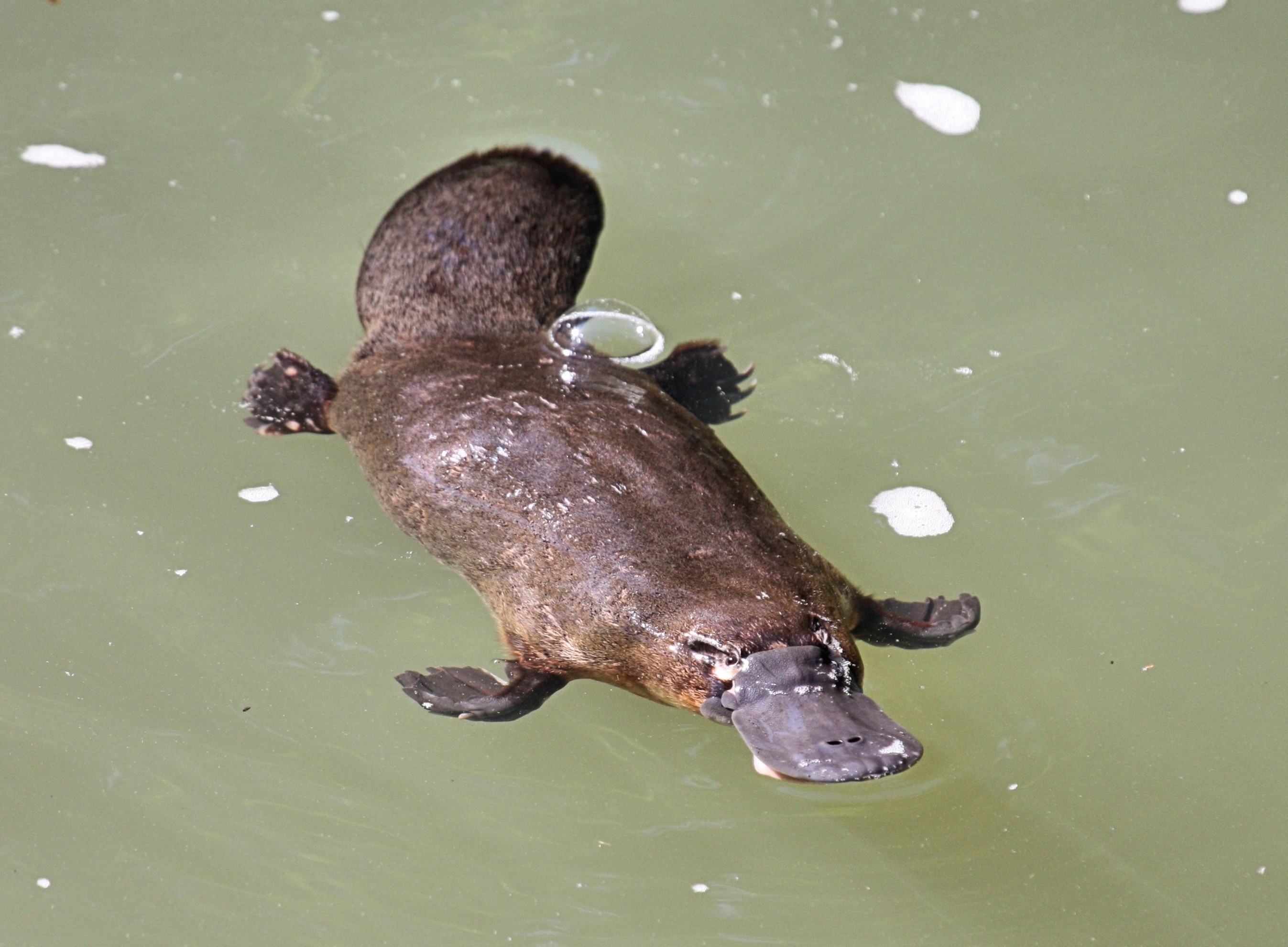 Ipswich platypus, DNA tracking, Population monitoring, Local conservation efforts, 2700x1990 HD Desktop