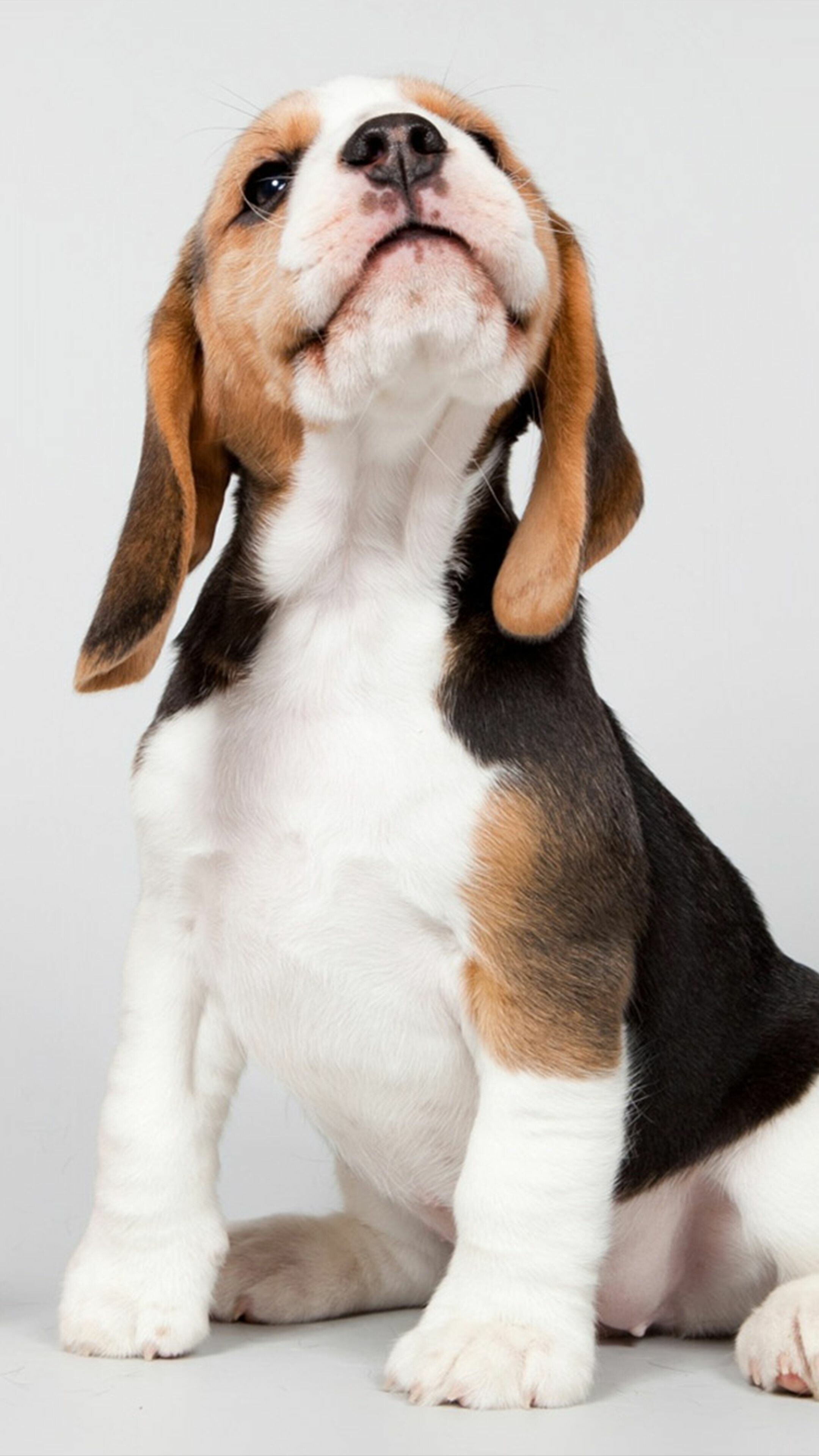 Puppy, Beagles Wallpaper, 2160x3840 4K Phone