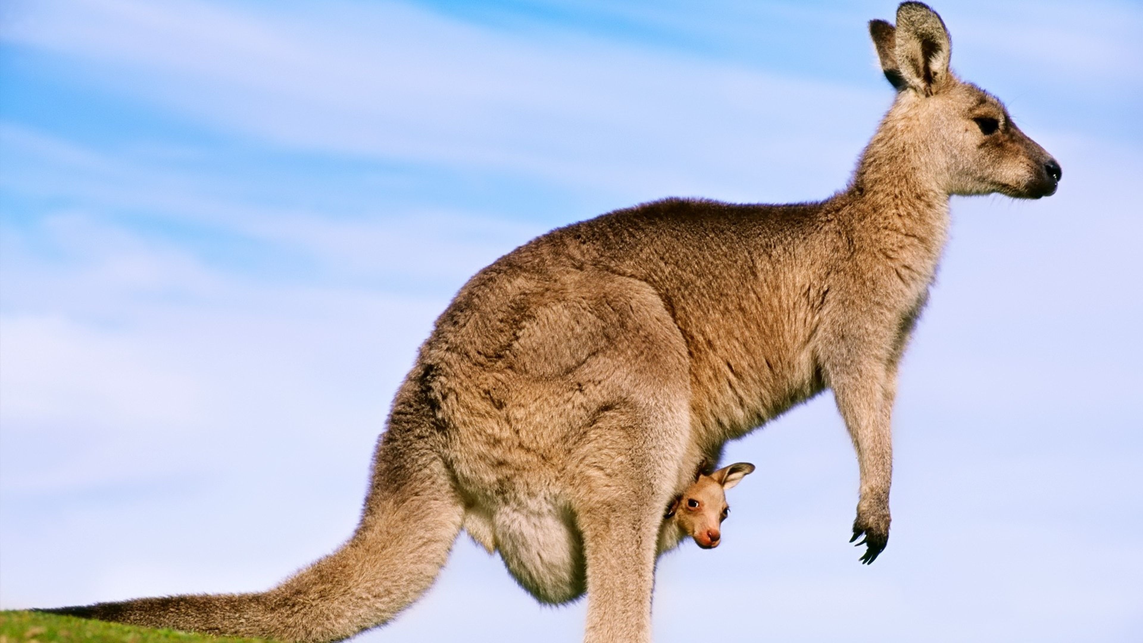 Kangaroo, Wild Animals Wallpaper, 3840x2160 4K Desktop