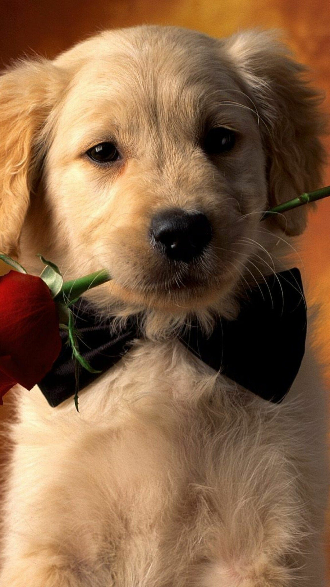 Cute puppy wallpaper, High quality, Perfect pet, Adorable, 1080x1920 Full HD Phone