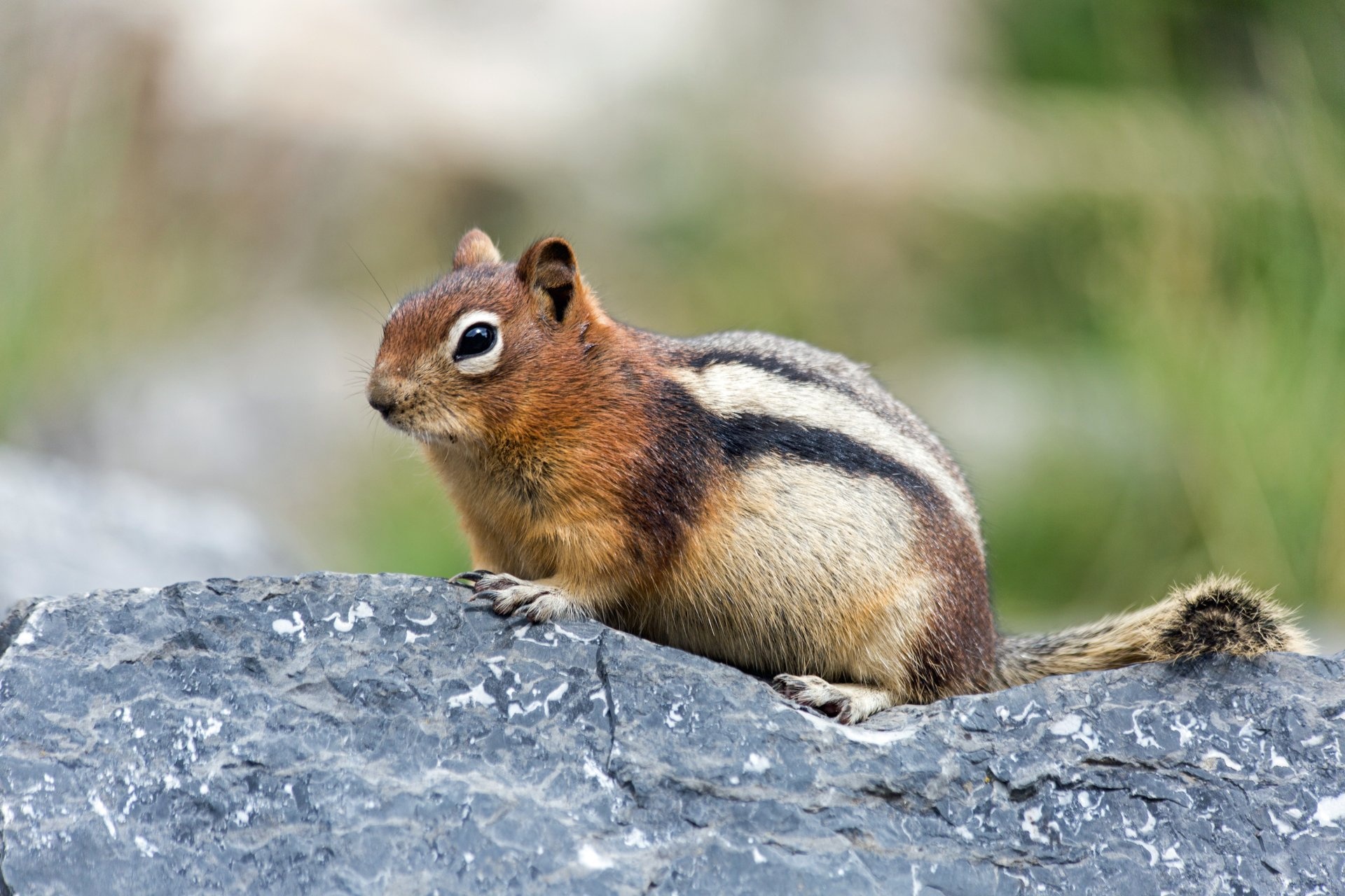 Chipmunk, Animals, 4K Ultra HD, Background Images, 1920x1280 HD Desktop