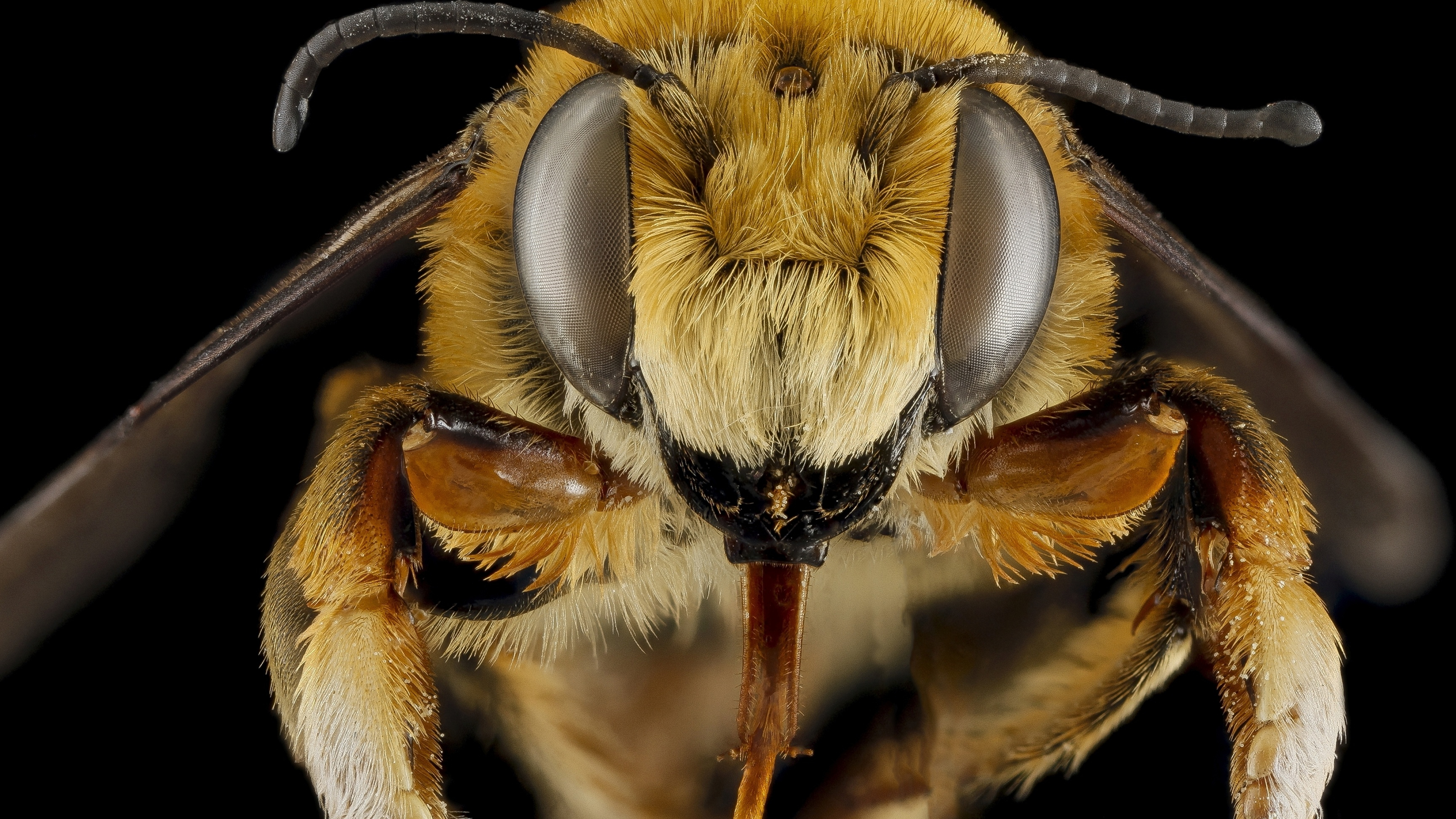 Up-close bee, Detailed close-up, Animal observer, Nature's marvel, 3840x2160 4K Desktop