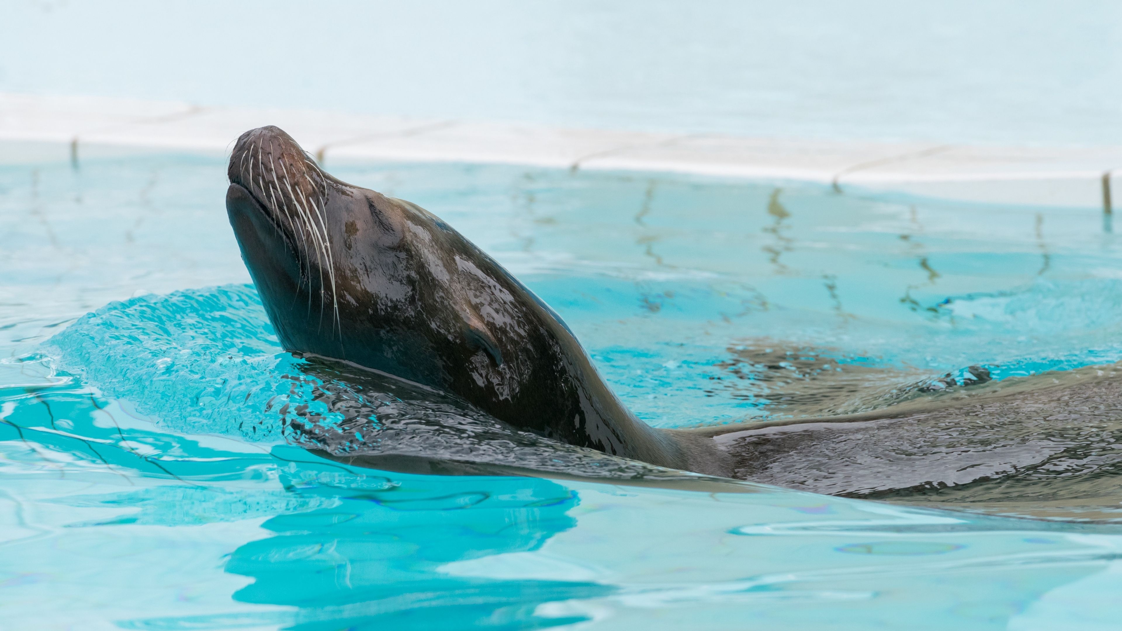 Fur seal, Animal backgrounds, 3840x2160 4K Desktop