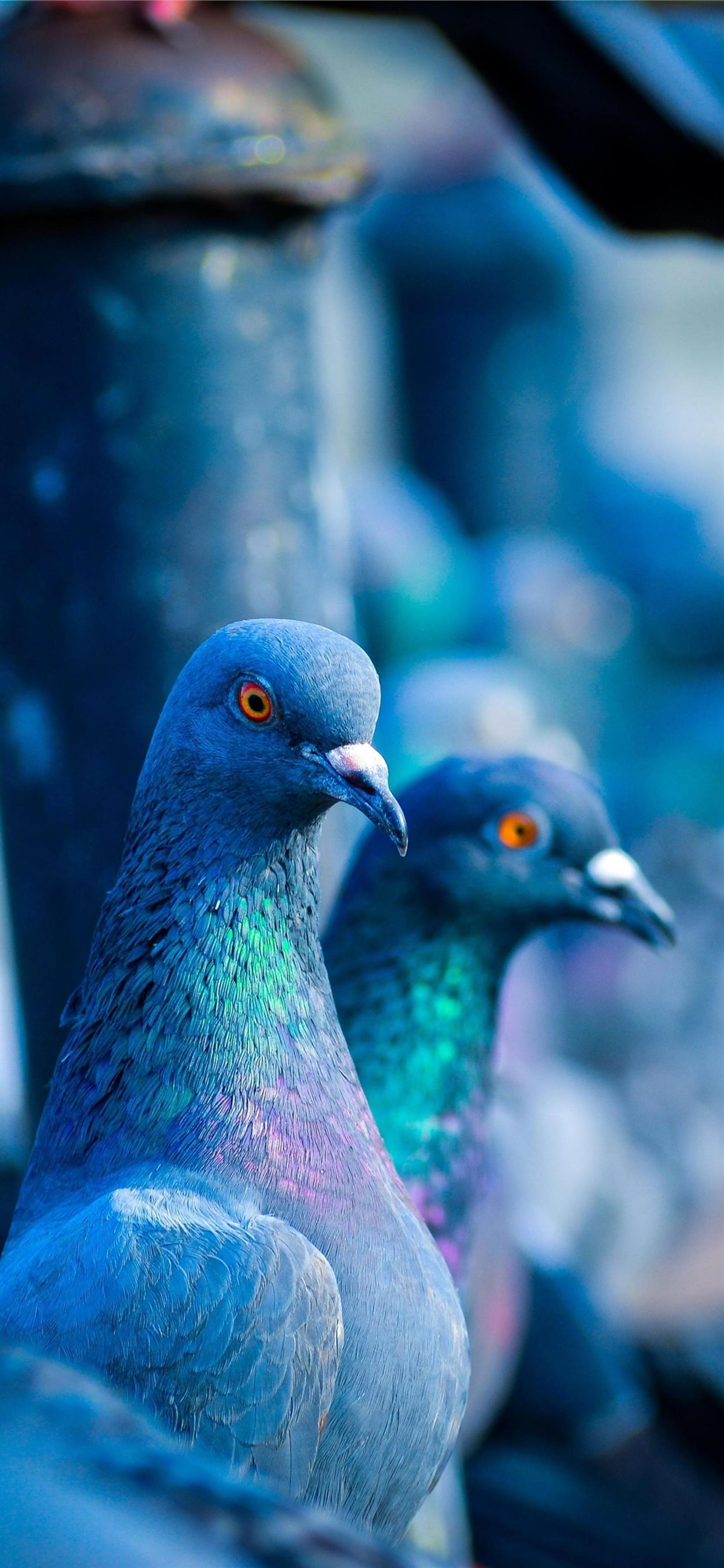 Pigeon paradise, Free iPhone wallpapers, Avian fascination, Feathered friends, 1250x2690 HD Phone