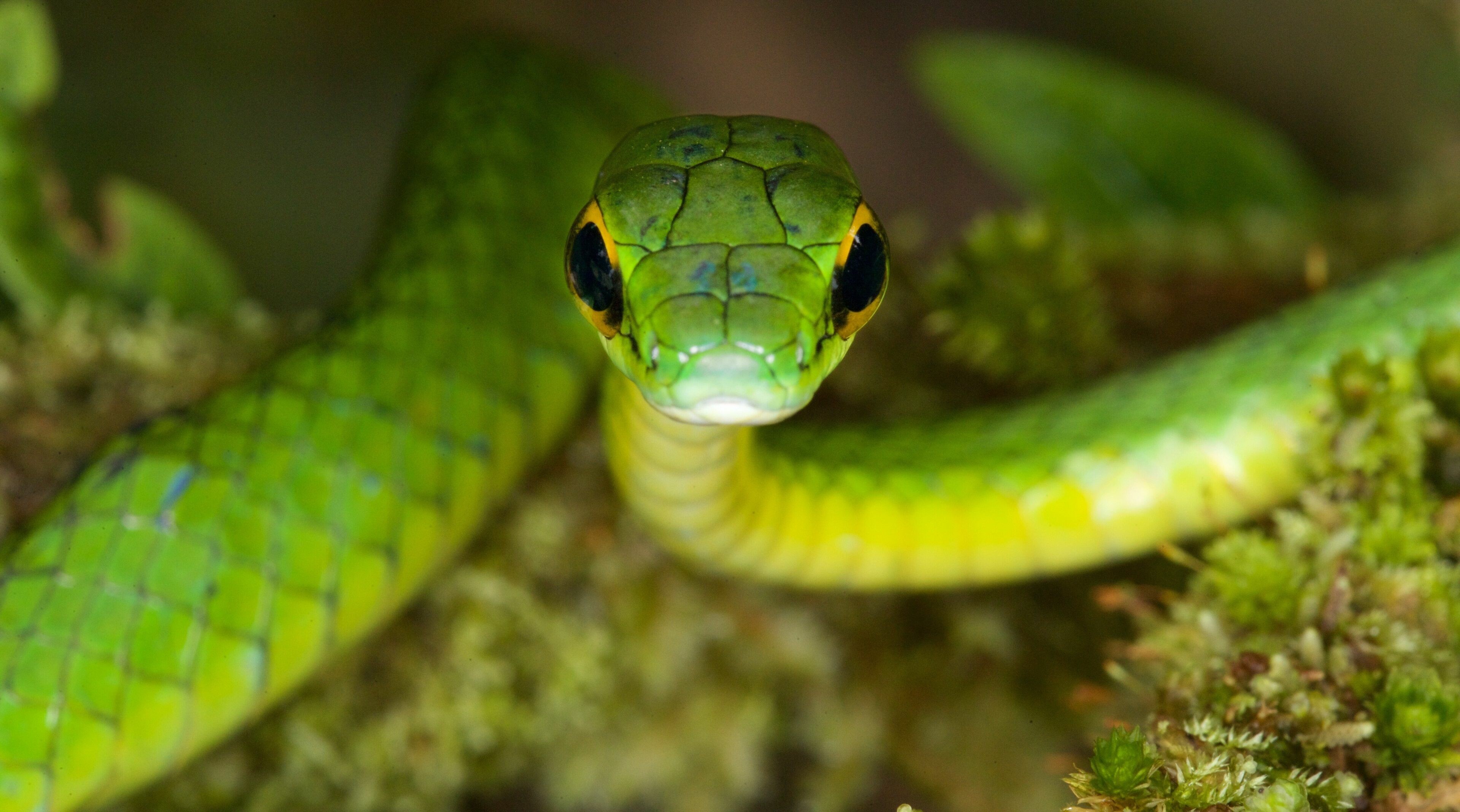 Parrot snake, Snakes Wallpaper, 3840x2140 HD Desktop