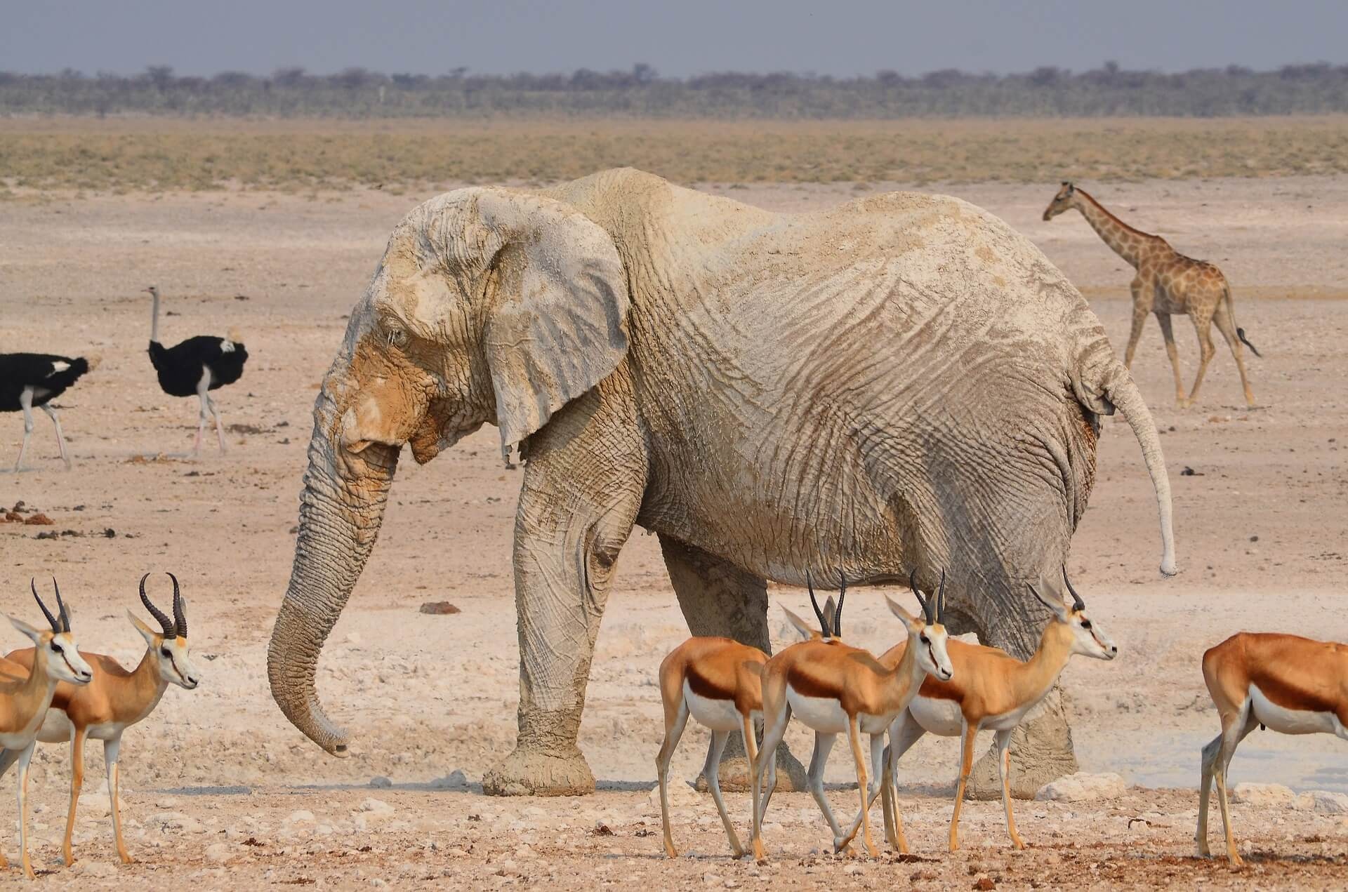 Etosha National Park, Pictures, Neue Welt Reisen, Travel, 1920x1280 HD Desktop