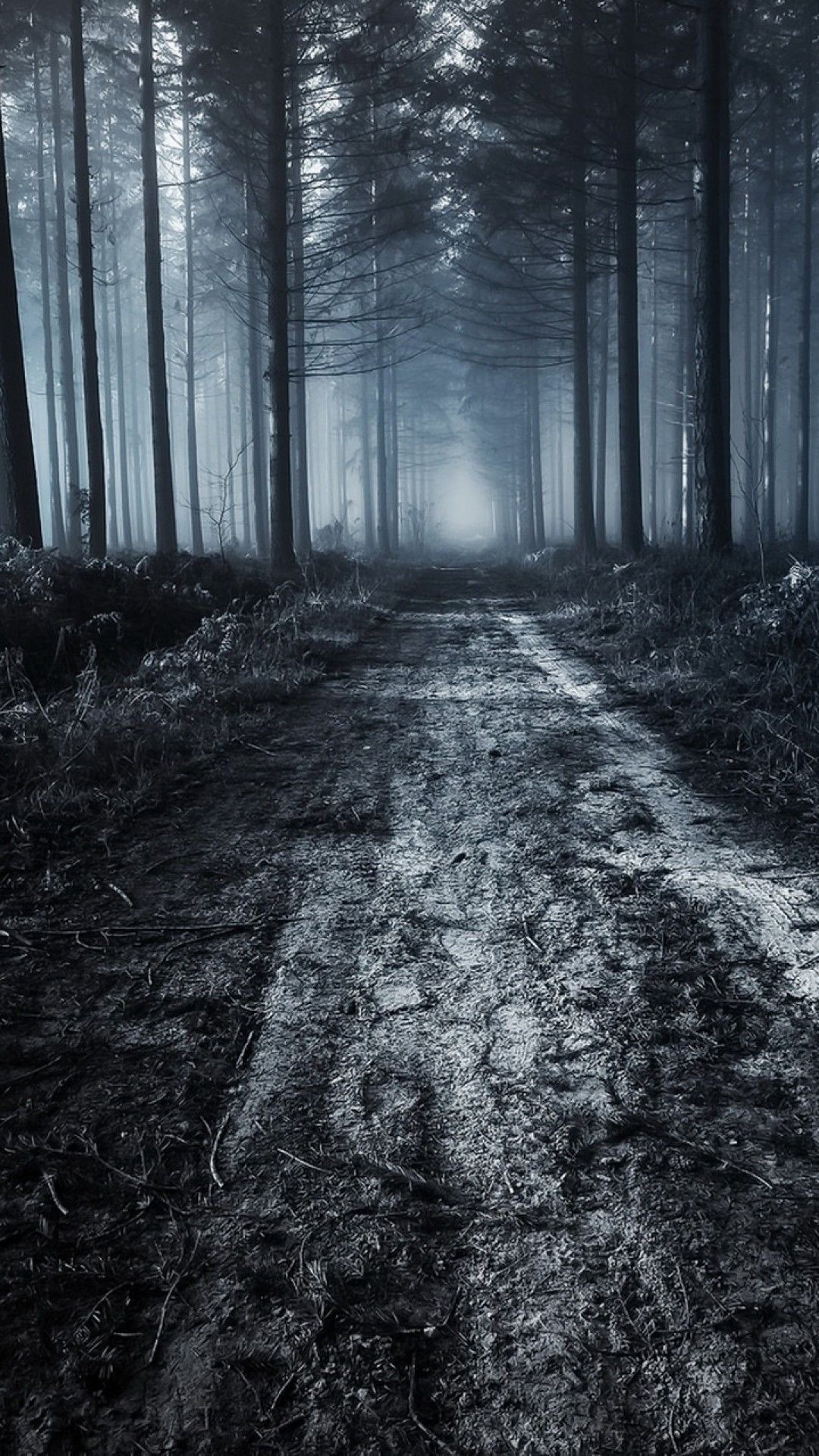 misty dirt forest path, tall dense pine trees, dark foggy woodland, Full HD Phone wallpaper