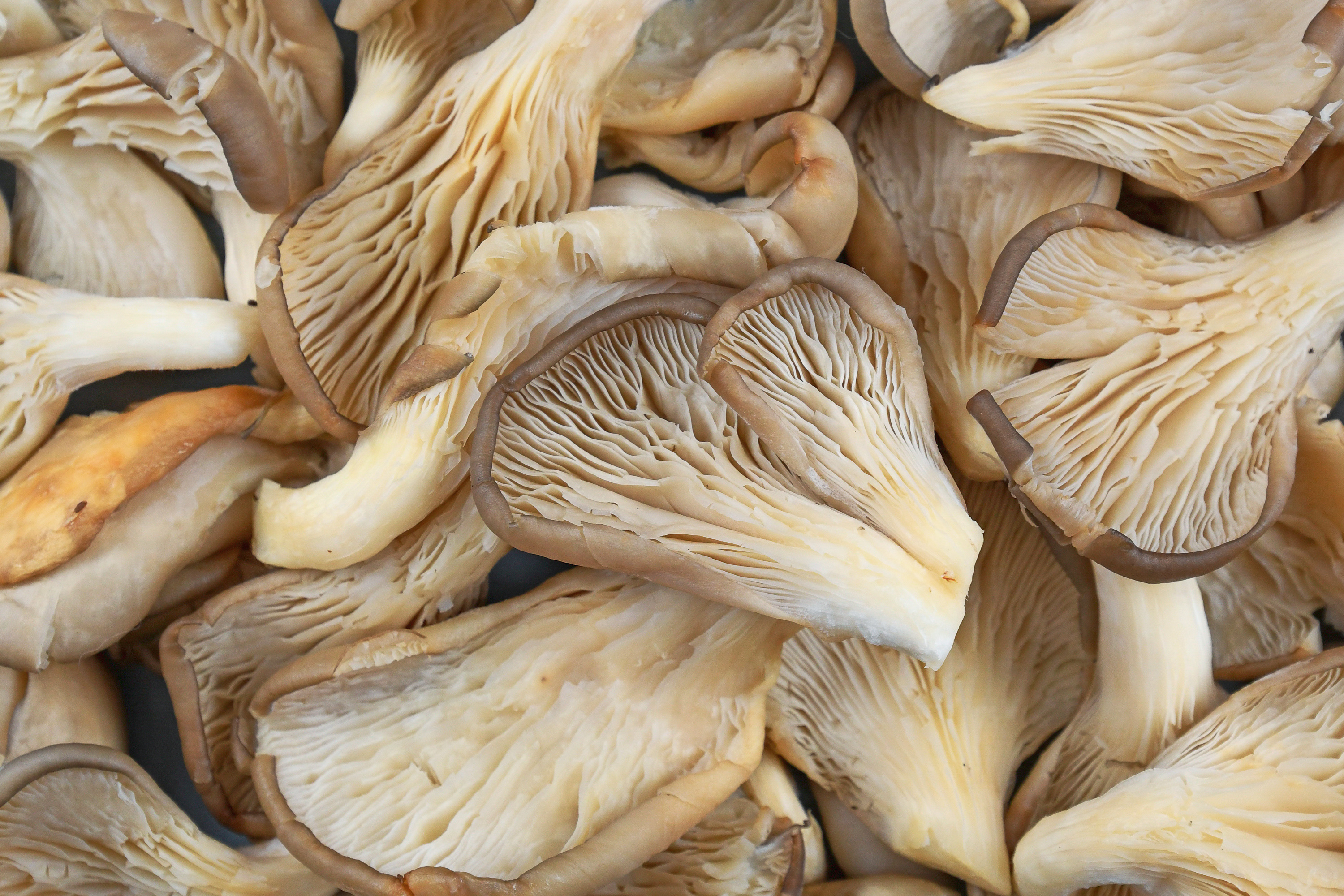 Mushroom freshness, Oyster variety, Shelf life, Food safety, 3000x2000 HD Desktop