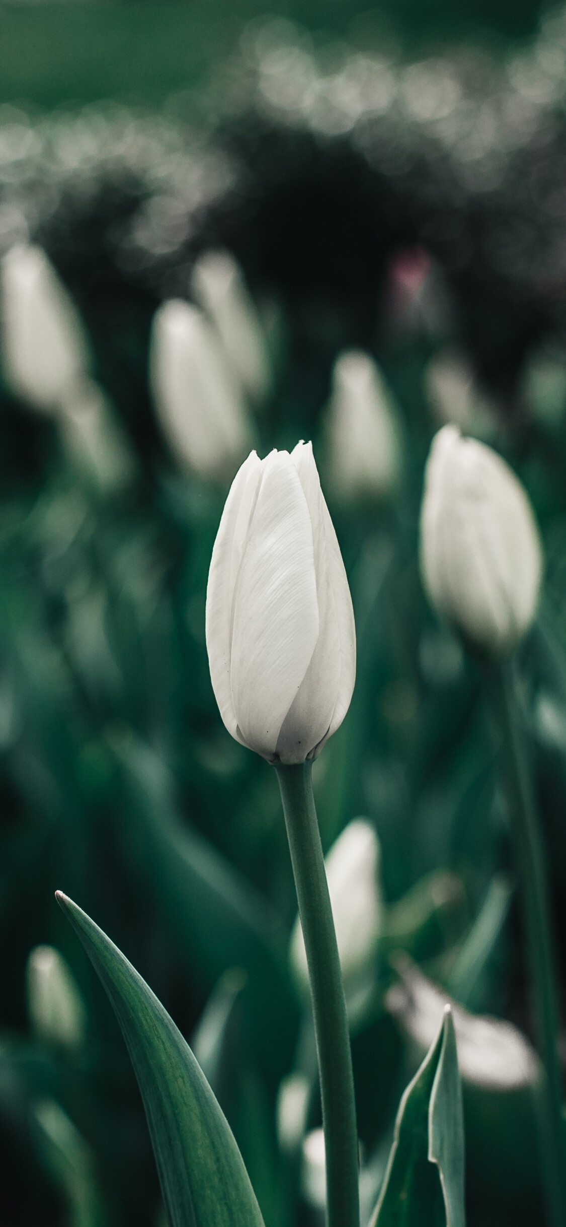 Portrait white tulips, Farm wallpaper, iPhone background, Nature's tranquility, 1130x2440 HD Phone