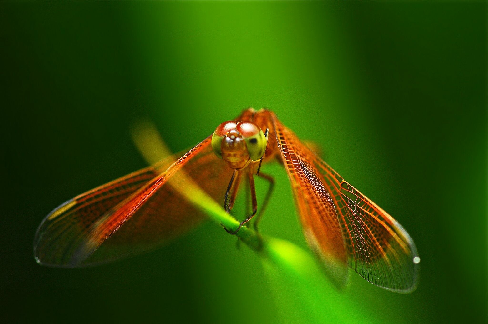 Dragonfly images, Dragonfly art, Dragonfly wallpaper, 2050x1360 HD Desktop