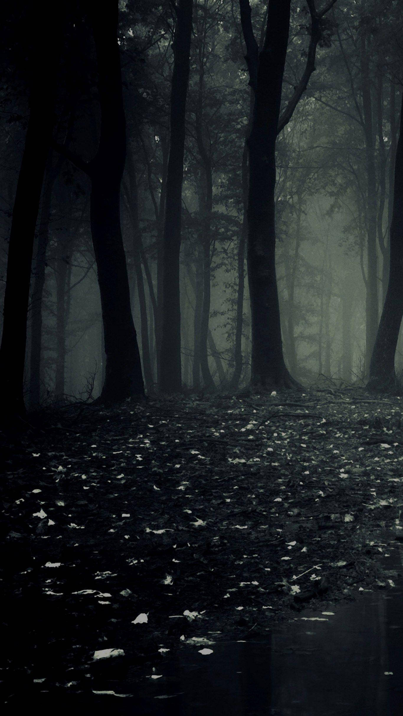 dark silhouetted forest trees, leaf-strewn damp forest floor, dense eerie woodland fog, HD Phone wallpaper