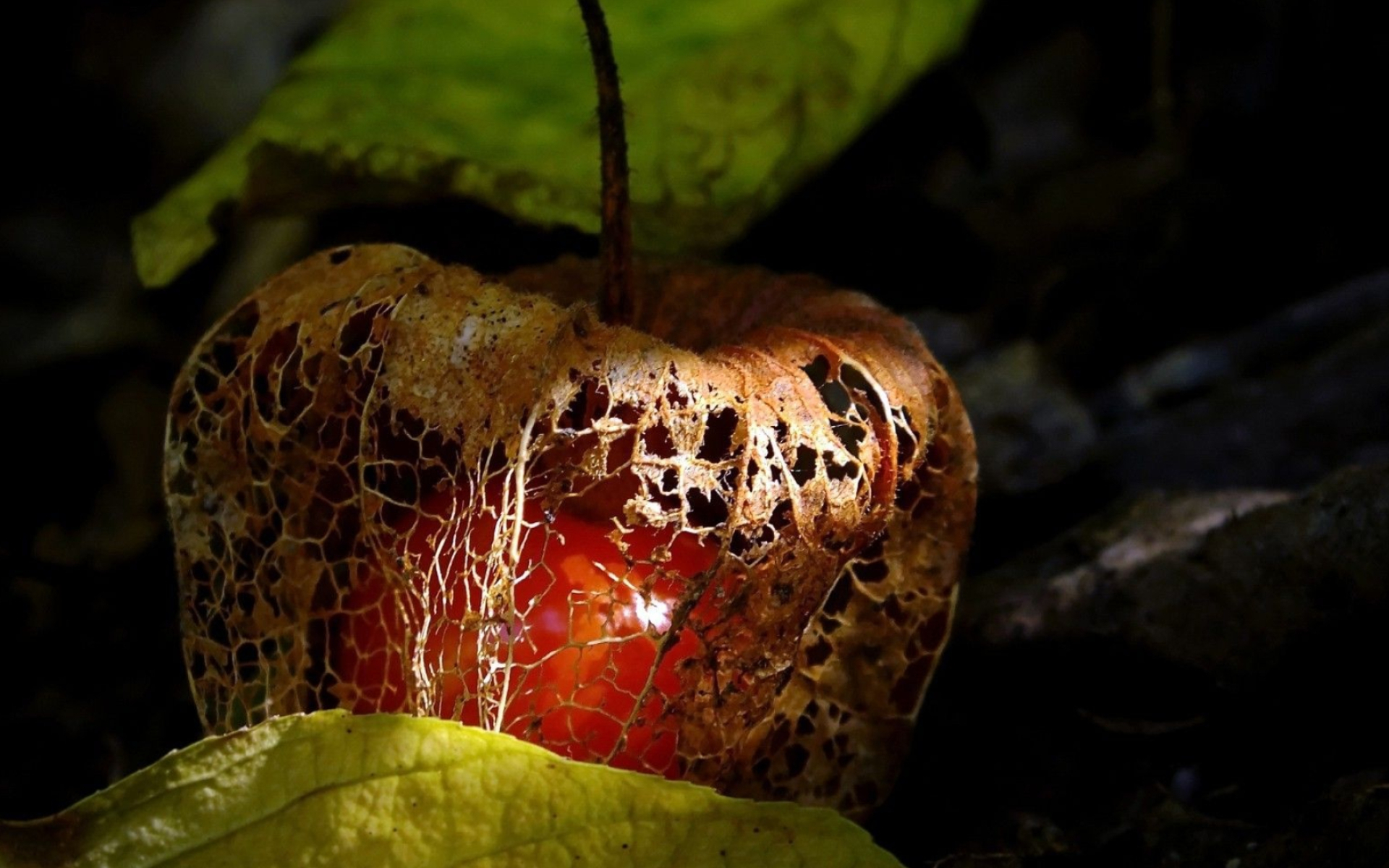 Food, Chinese lantern fruit, Vibrant wallpapers, 1920x1200 HD Desktop