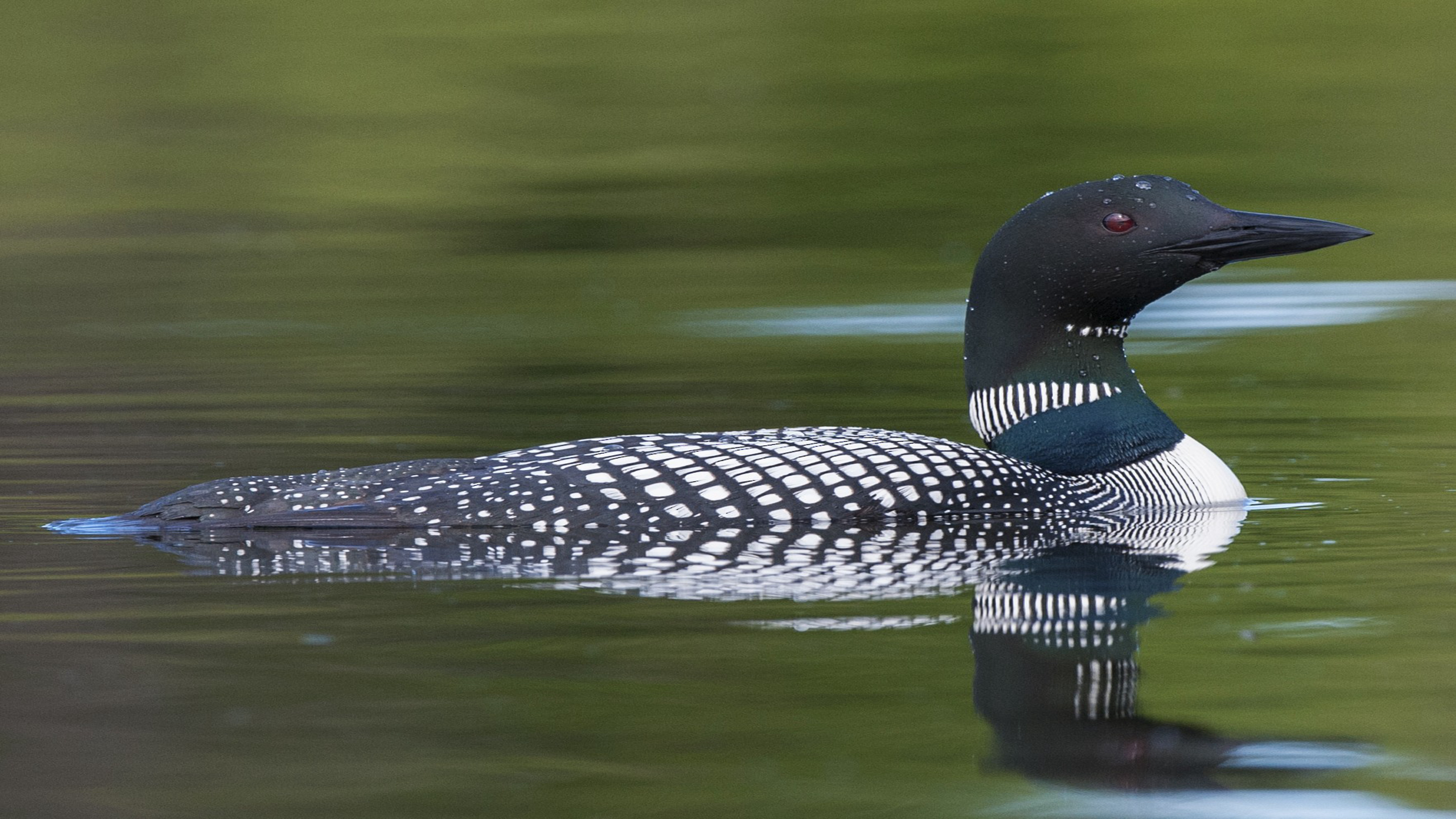 Loon wallpaper, 3840x2160 4K Desktop