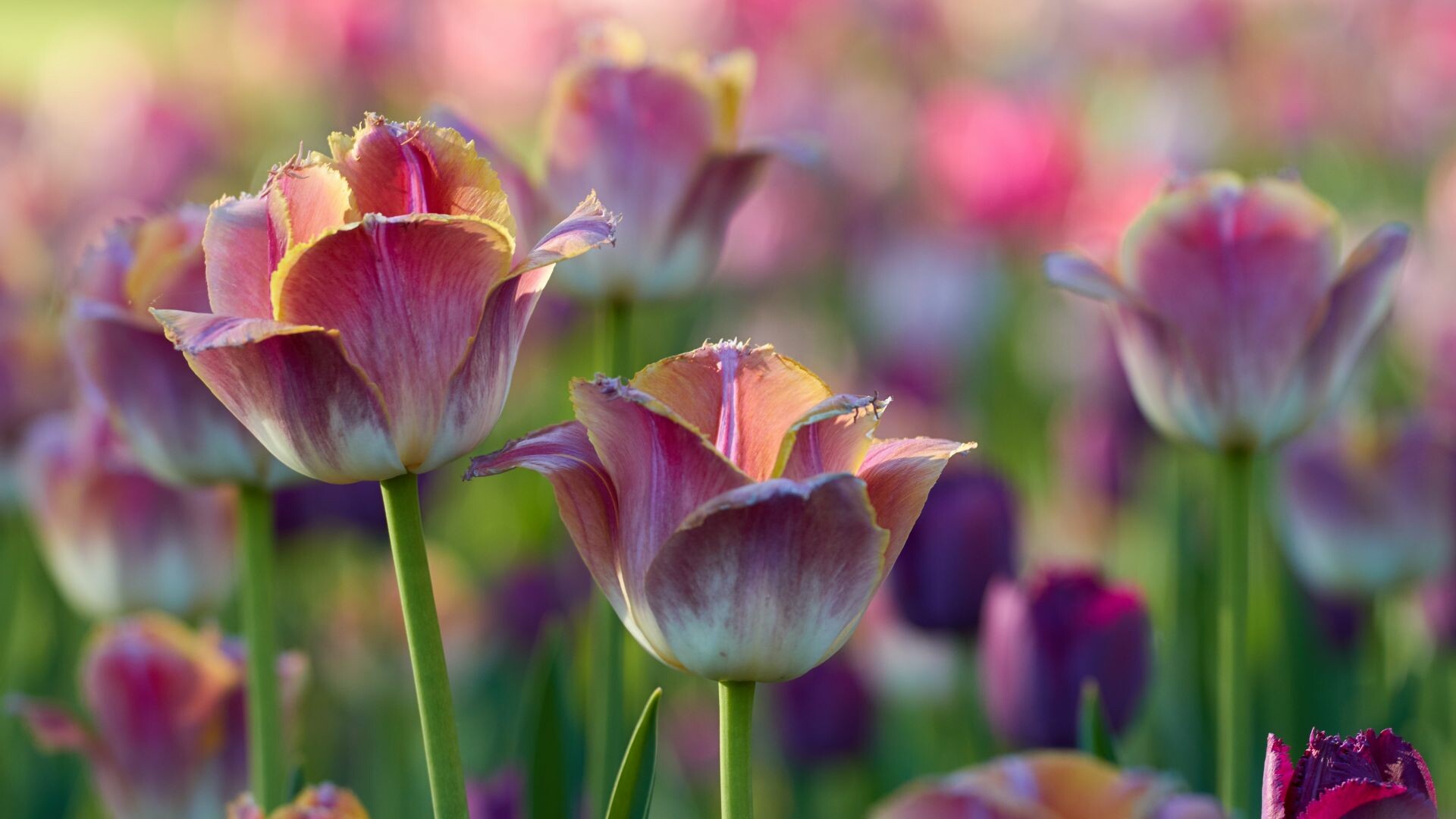 Viridiflora, Tulips Wallpaper, 1920x1080 Full HD Desktop