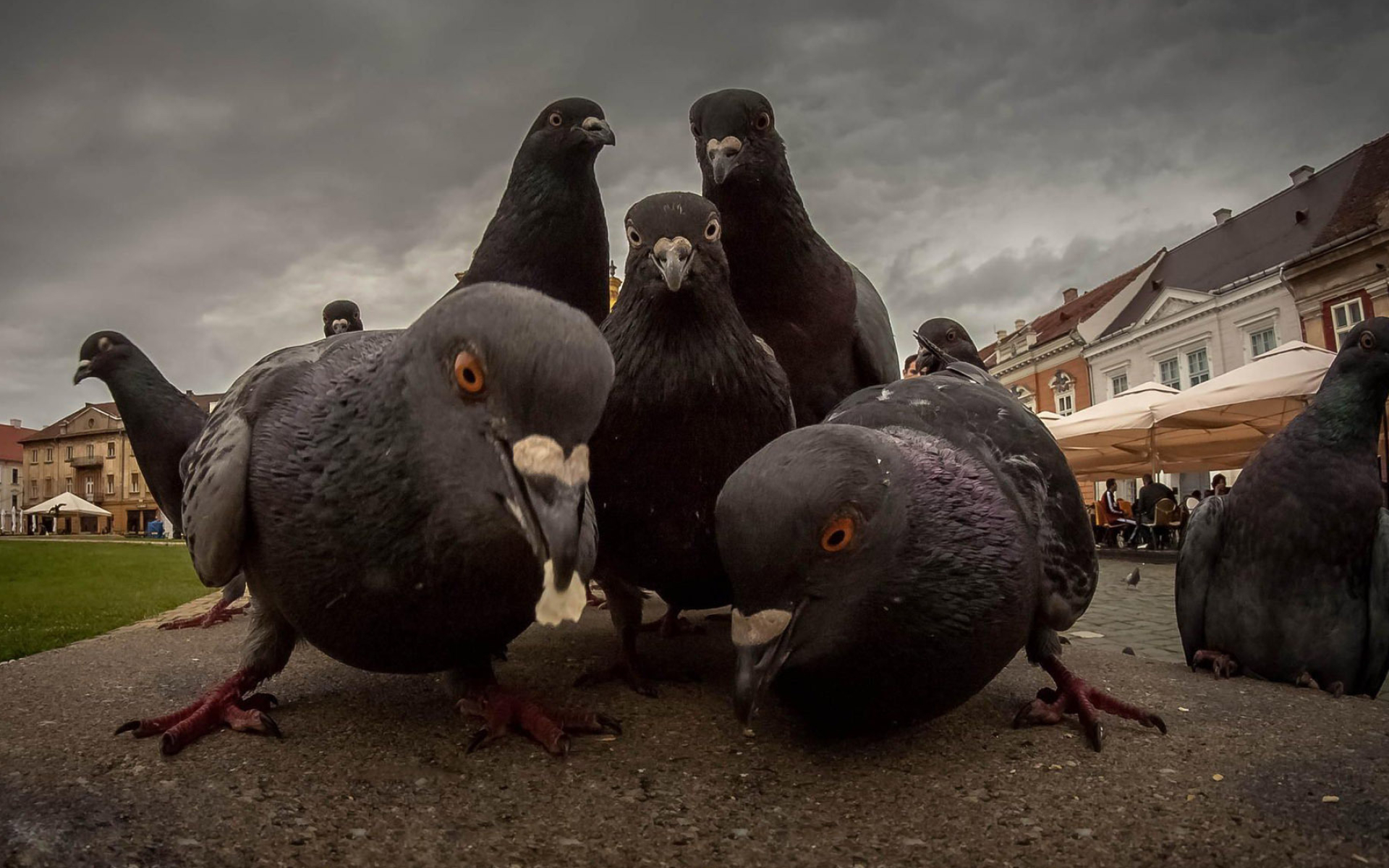 Pigeons wallpaper, Animal wallpapers, Avian beauty, Feathered fascination, 1920x1200 HD Desktop