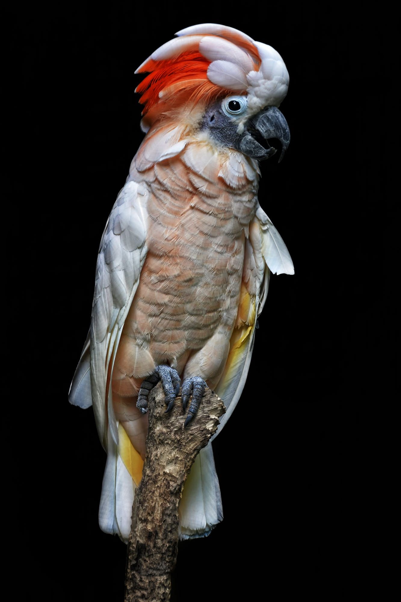 Cockatoo, Animals, Birds, Pet Birds, 1340x2000 HD Phone