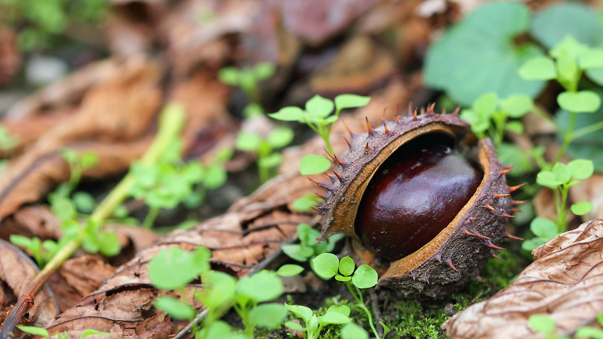 Chestnut tree, 10 wallpapers, Nature, 1920x1080 Full HD Desktop