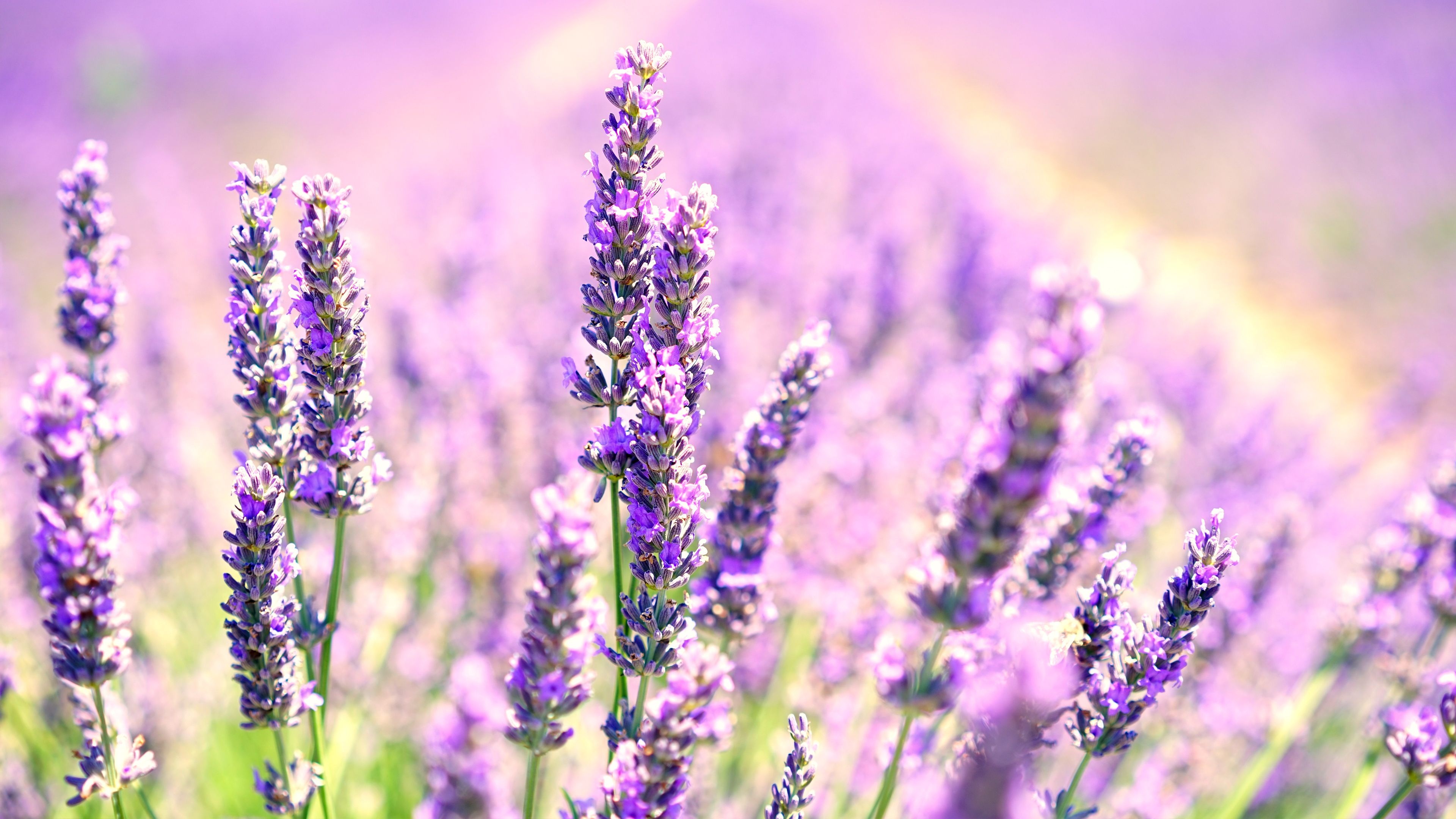 Lavender, Desktop wallpapers, 3840x2160 4K Desktop