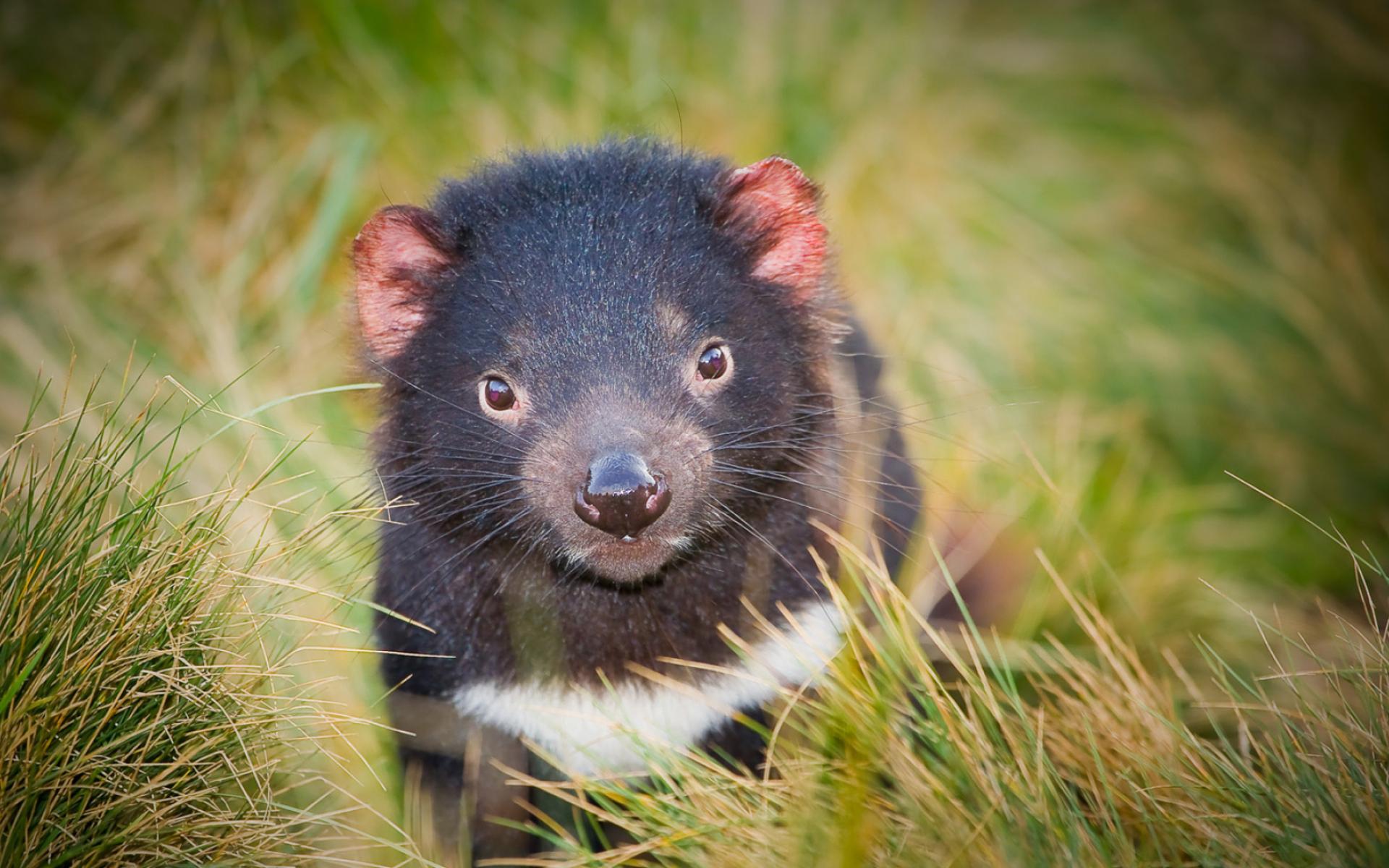 Tasmanian Devil wallpapers, Collection, Devil, Background, 1920x1200 HD Desktop