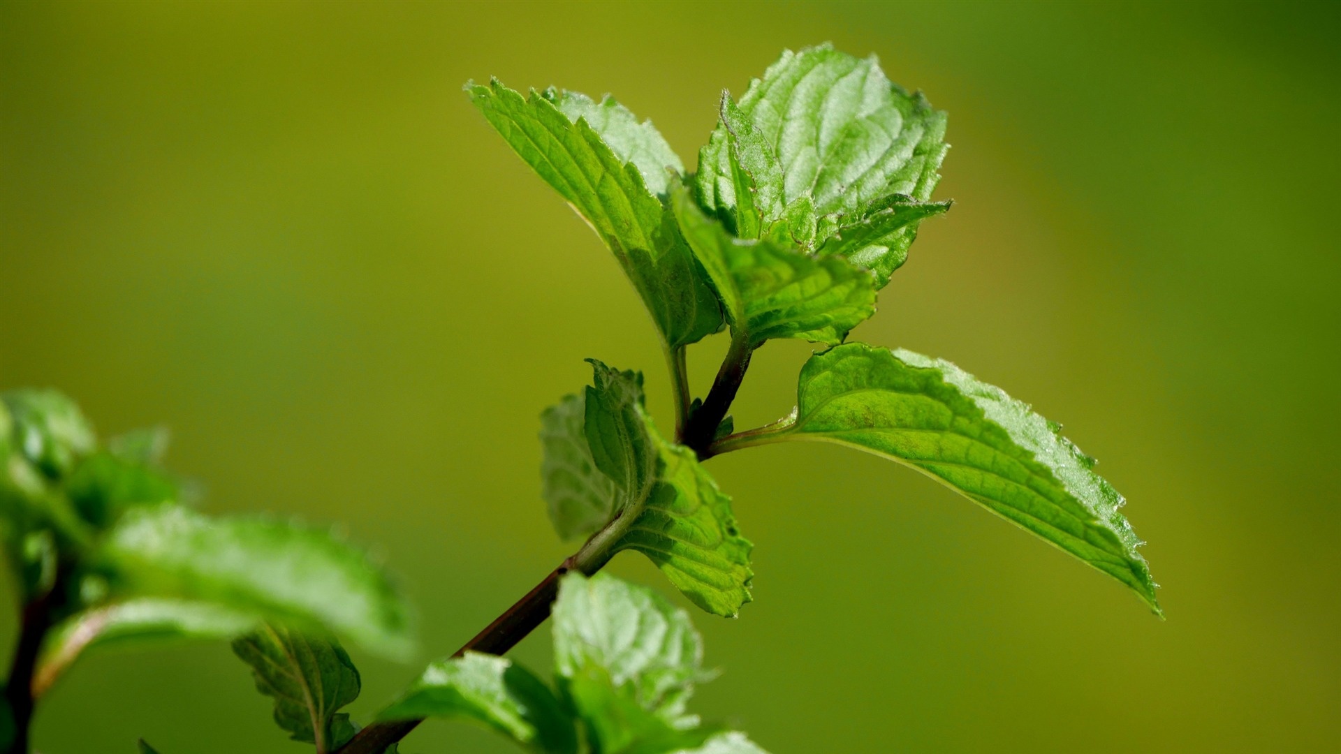 Green mint leaves, Eye-catching desktop, XFCE customization, Desktop enhancement, 1920x1080 Full HD Desktop