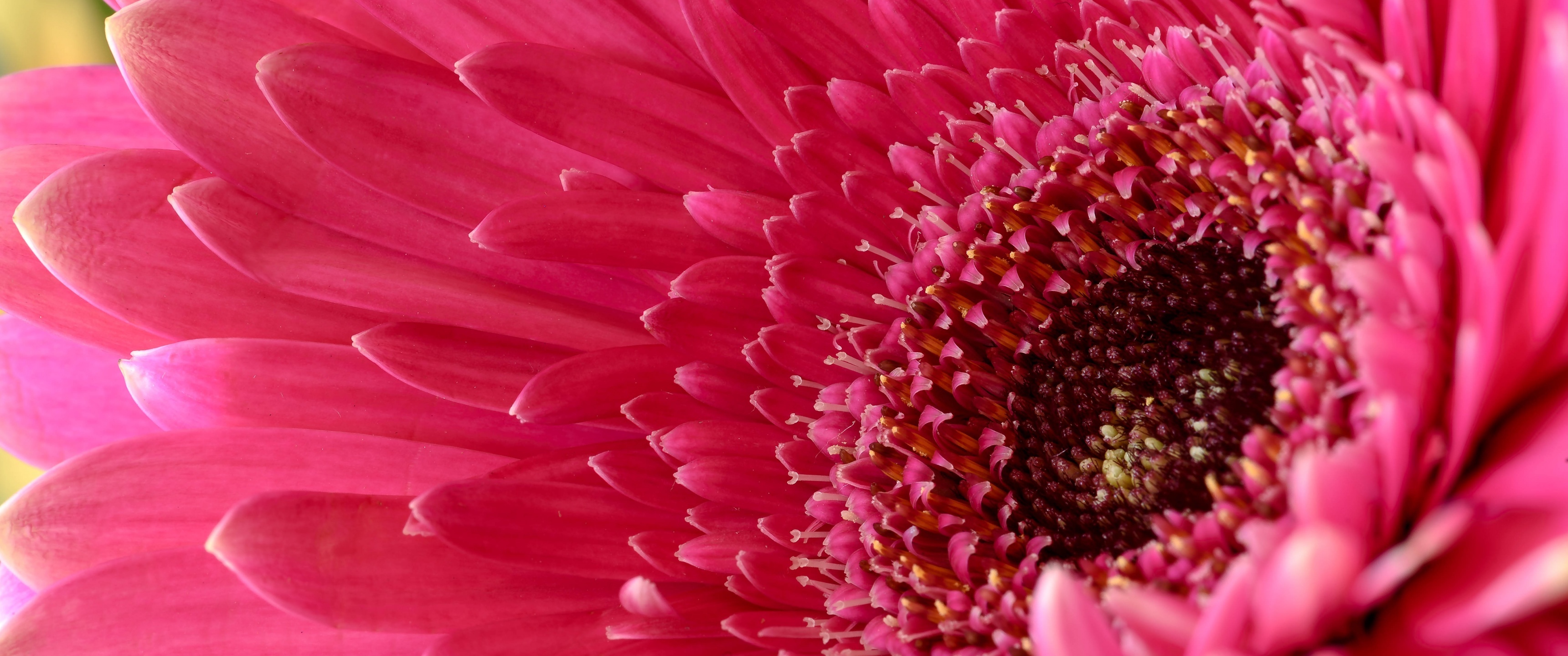 Close-up, Gerbera Daisies Wallpaper, 3440x1440 Dual Screen Desktop