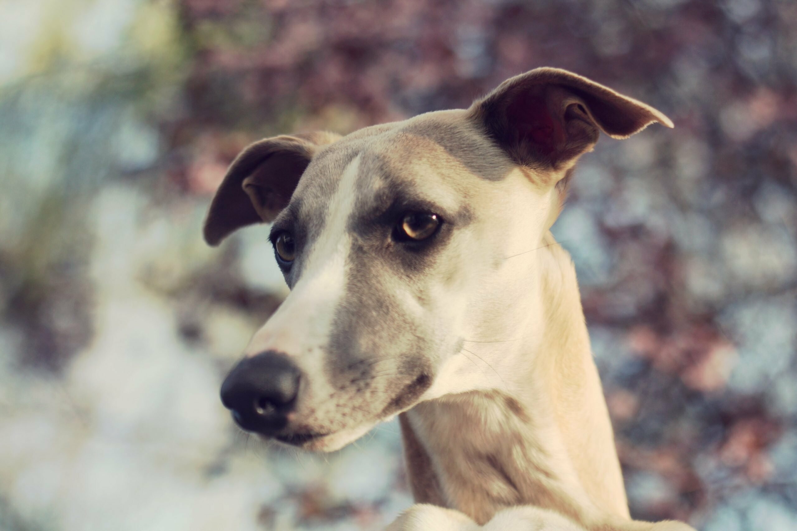 Close-up, Whippets Wallpaper, 2560x1710 HD Desktop