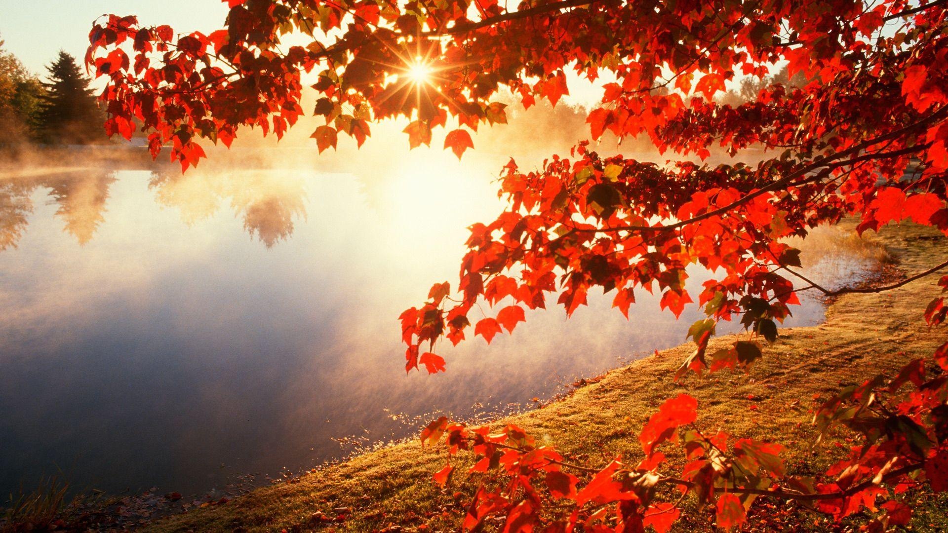 Japanese maple tree, Nature's beauty, High-quality wallpapers, Aesthetic appeal, 1920x1080 Full HD Desktop