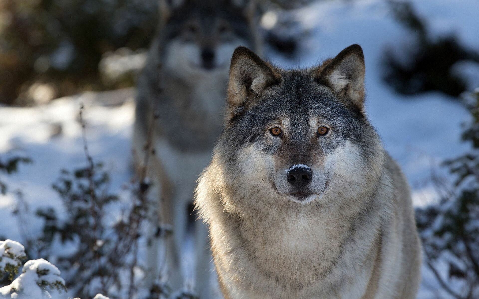 4K gray wolf, Stoic stance, Snow-covered forest, Tranquil serenity, 1920x1200 HD Desktop