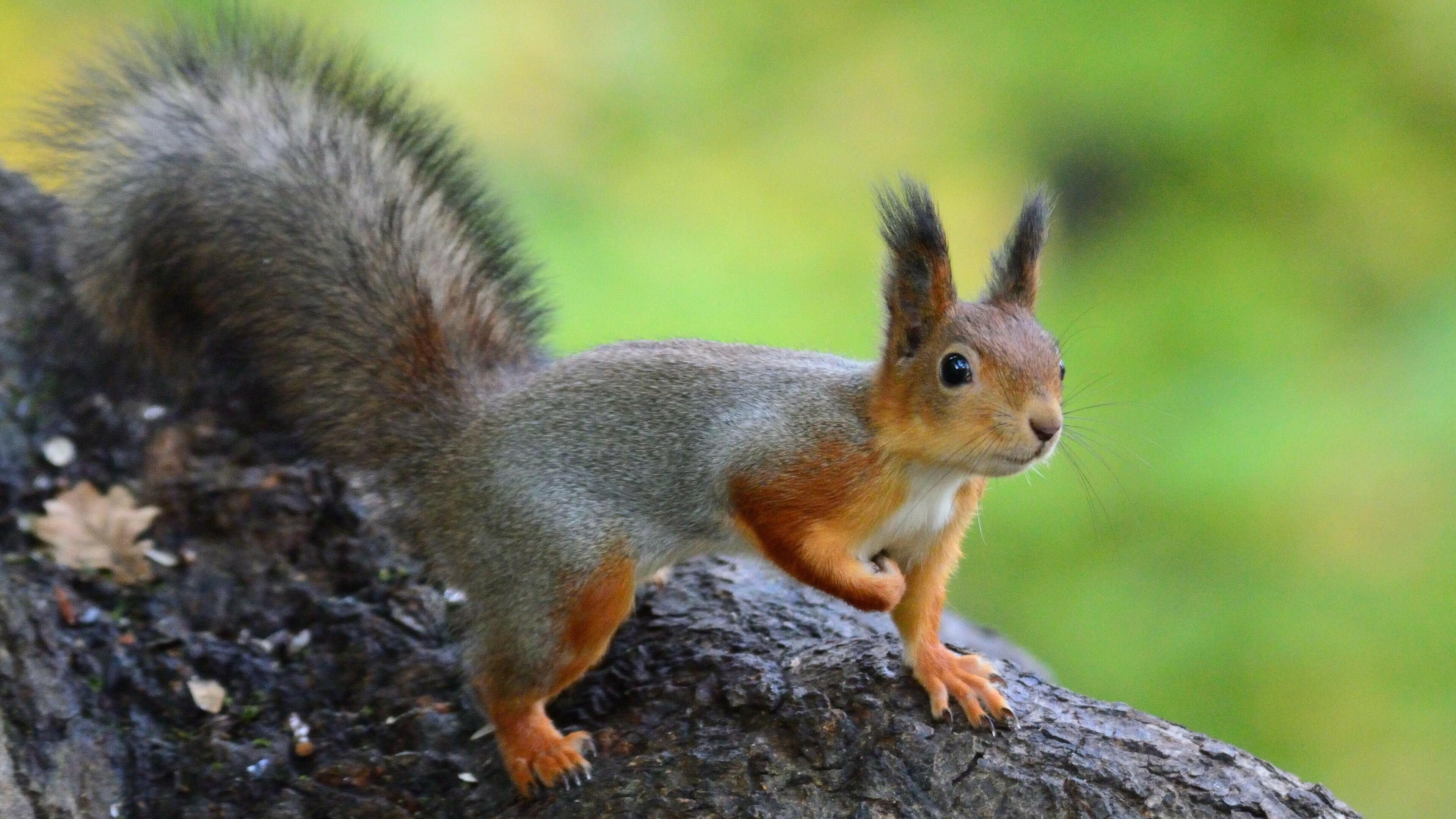 Central Russian red squirrel, Squirrels Wallpaper, 3840x2160 4K Desktop
