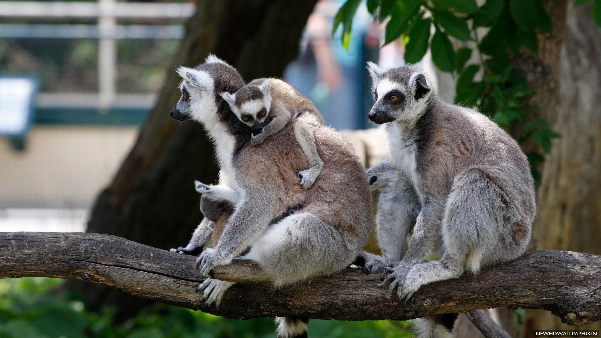 Family, Lemurs Wallpaper, 1920x1080 Full HD Desktop