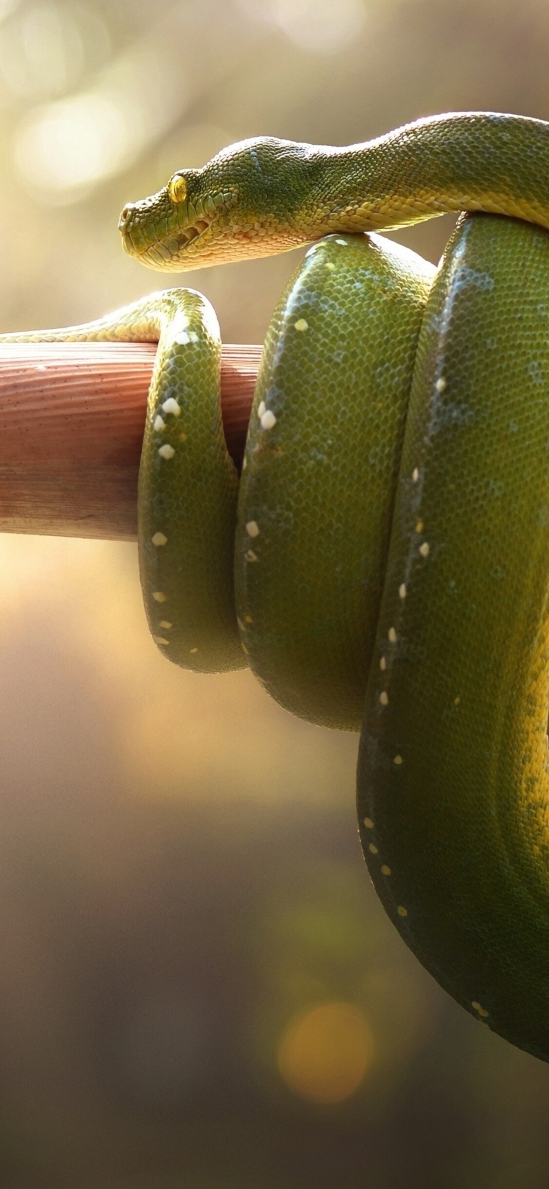 Boa snake elegance, Mesmerizing reptile eyes, HD snake wallpapers, Tropical beauty, 1130x2440 HD Phone