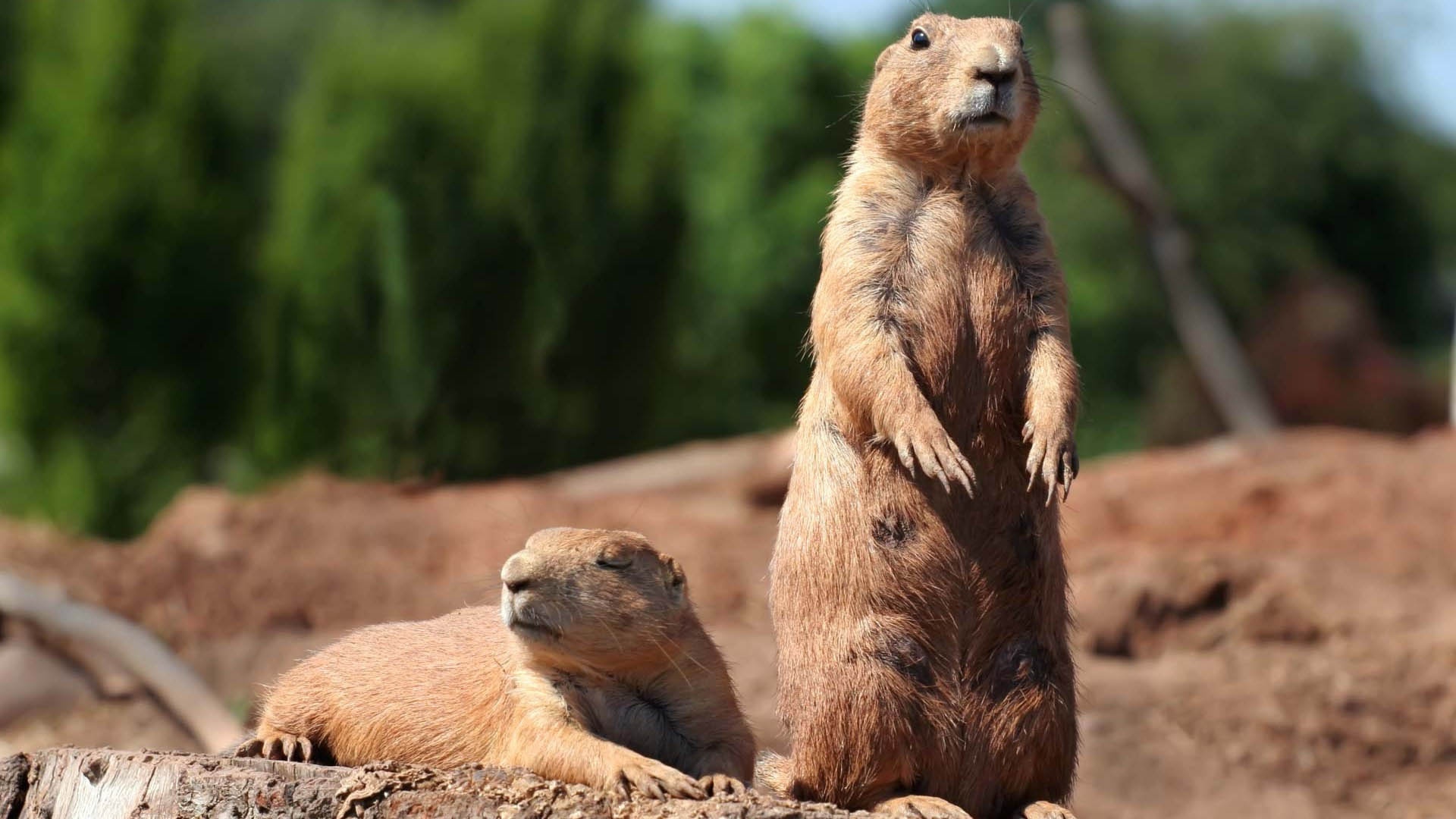 Couple, Groundhogs Wallpaper, 1920x1080 Full HD Desktop