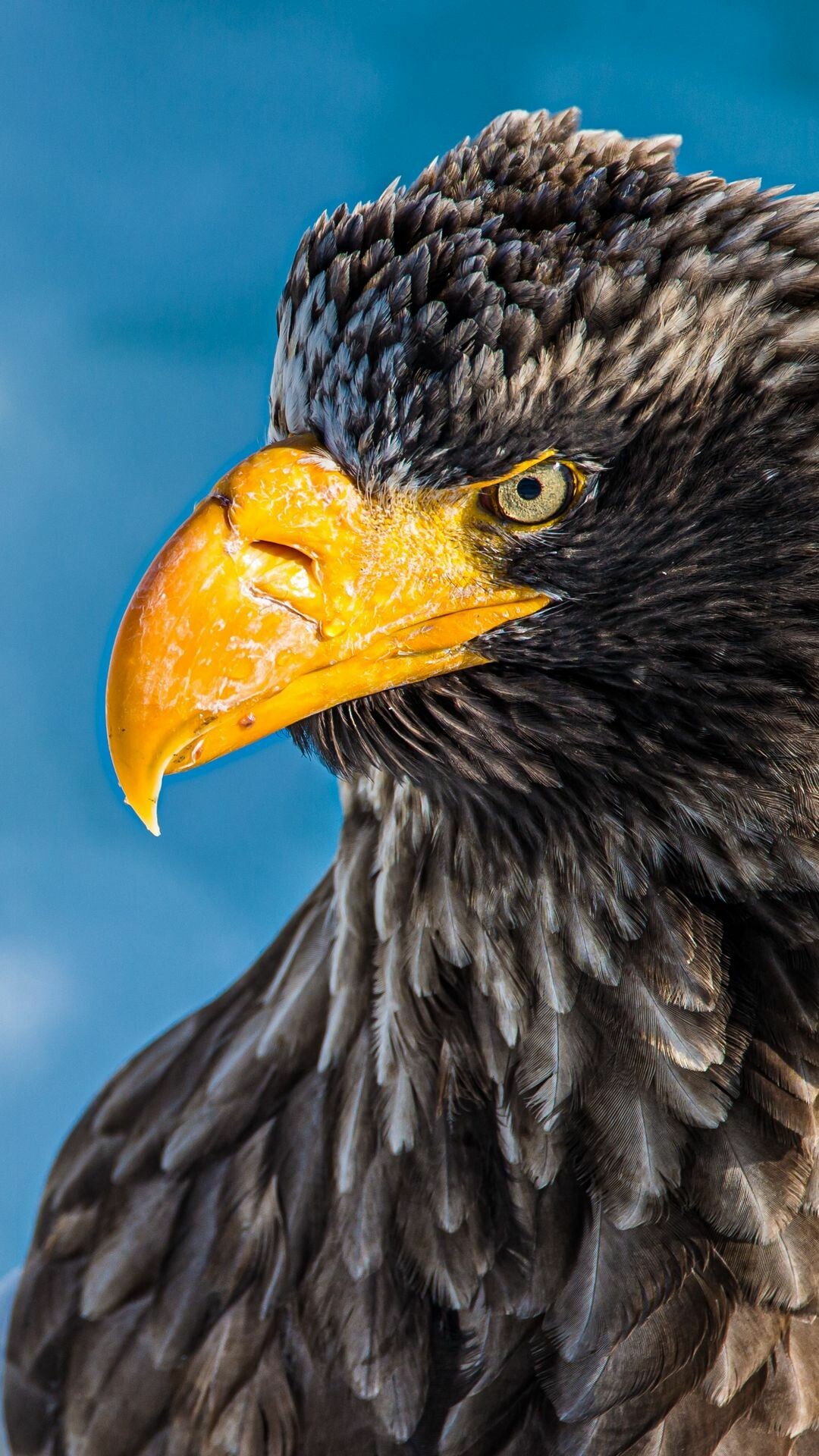 Steller's sea eagle, Eagles Wallpaper, 1080x1920 Full HD Phone