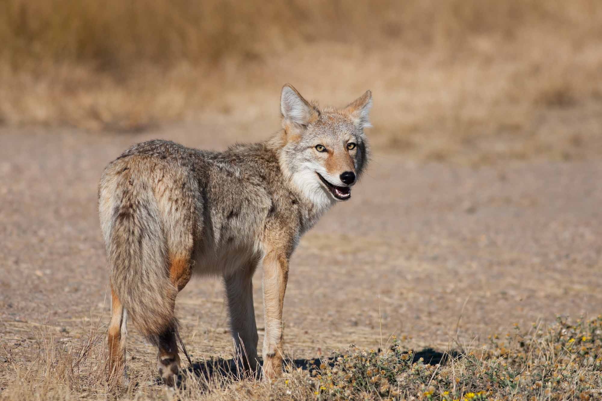 The Canadian Encyclopedia, Coyote facts, Canadian wildlife, Educational resource, 2000x1340 HD Desktop